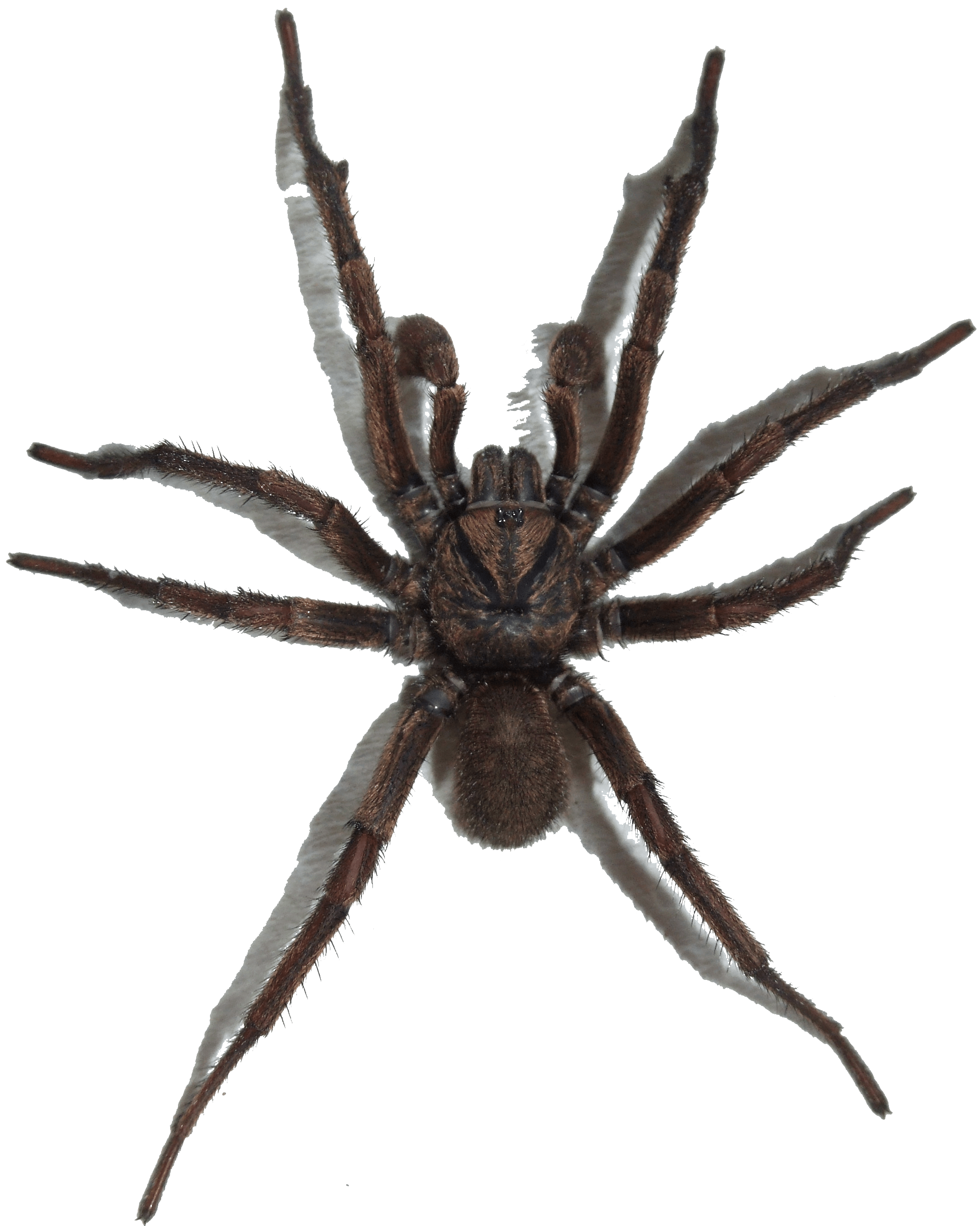 Wallpaper #IHd9JpMB-pgBXx606qKg207 Spider Png Image Transparent Hq Png Download Freepngimg