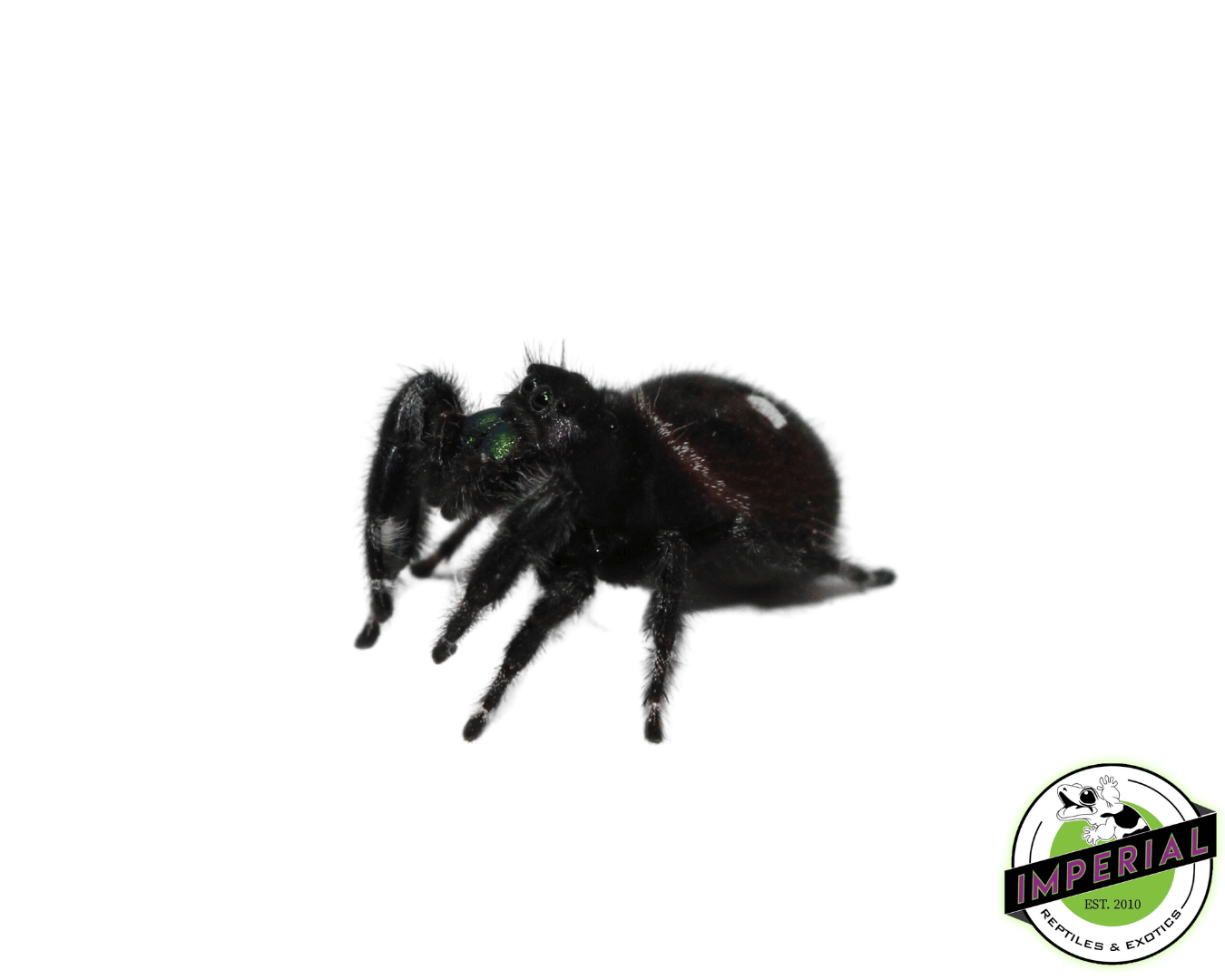 Wallpaper #e2dv9JIBSpphPi3-JXru282 Bold Jumping Spider for Sale Imperial Reptiles Imperial Reptiles
