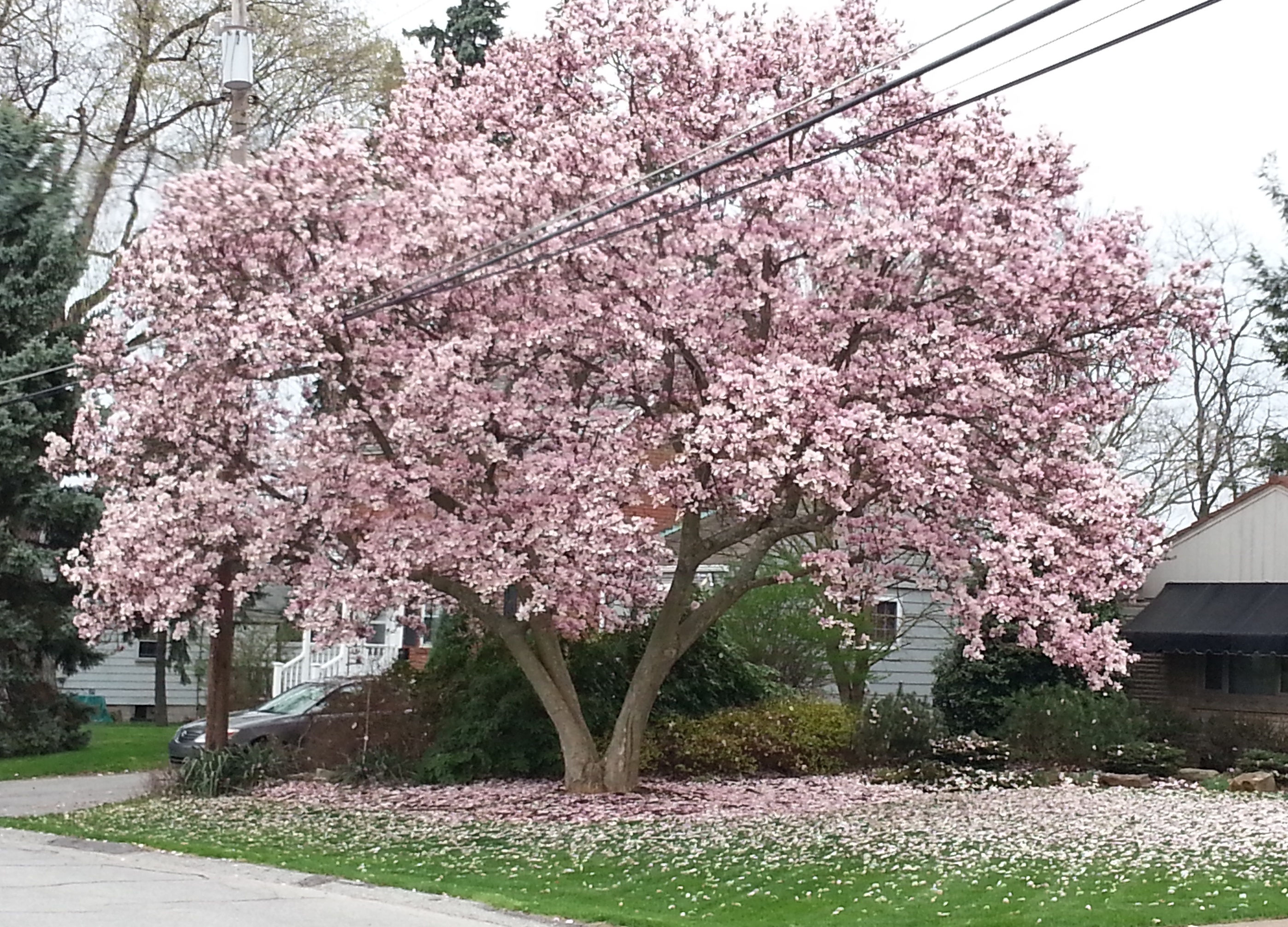 Wallpaper 35F56 Pink Magnolia Trees Crazy for Gardening HD Wallpaper 35F56