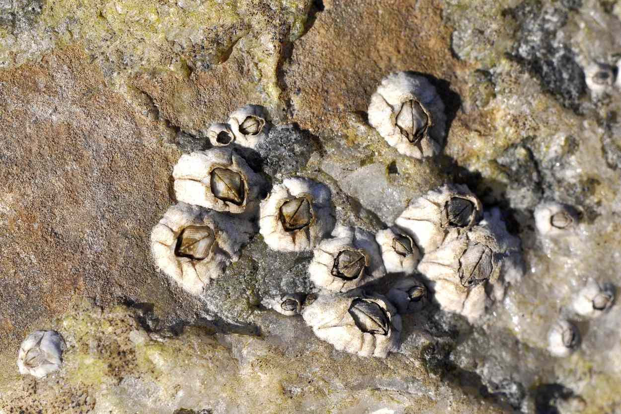 Wallpaper #1E397 Barnacles on Rocks Important Wallpapers