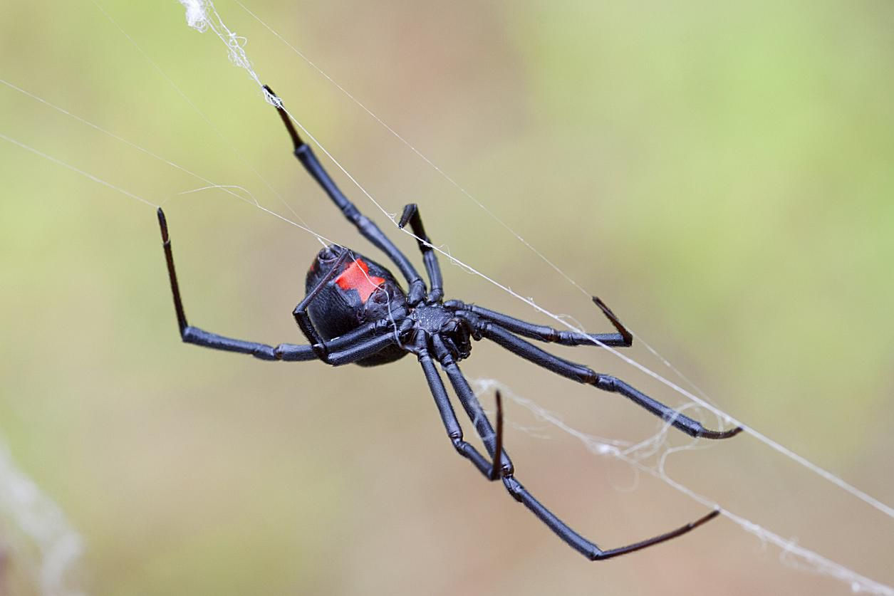 Wallpaper #5vQUOpMBKFX8bn3rPHdj62 10 Fascinating Things About Black Widow Spiders