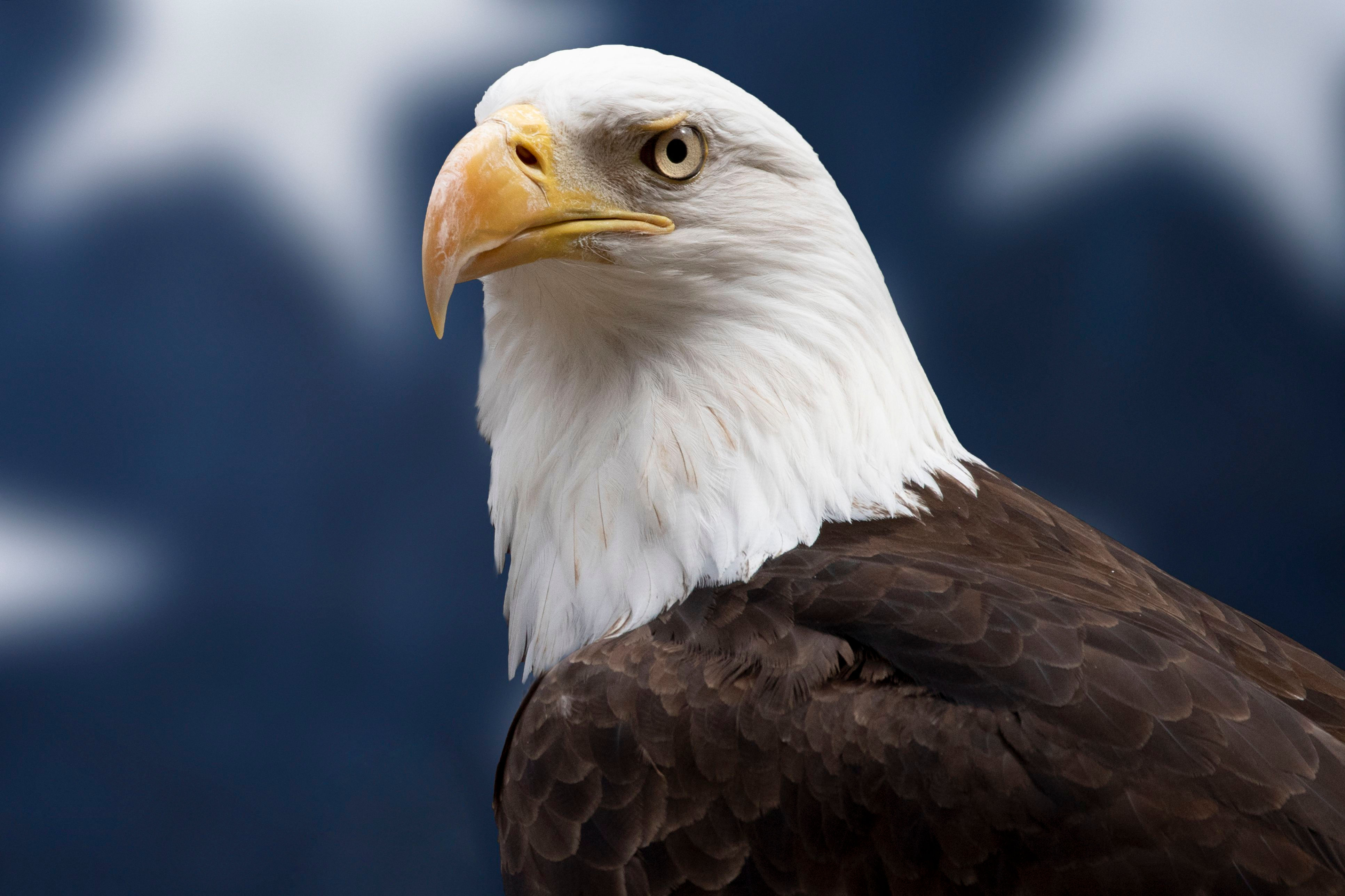 Wallpaper #6ef95 11209 Gier Eagle Images Stock Photos Vectors Shutterstock