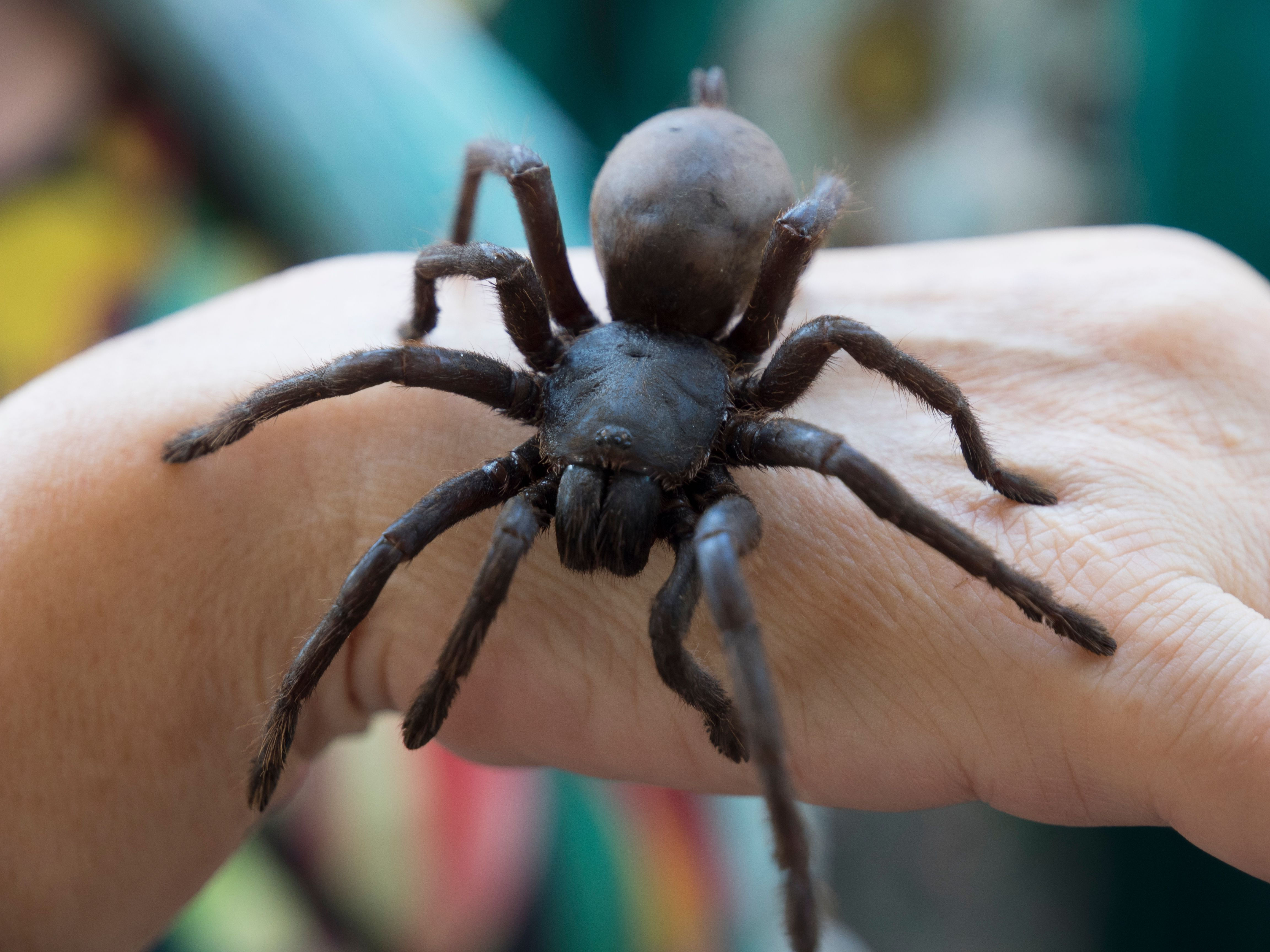 Wallpaper #22hxHJMBSpphPi3-wiLQ334 Biggest Spider That Ever Lived on Earth the Earth Images Revimageorg