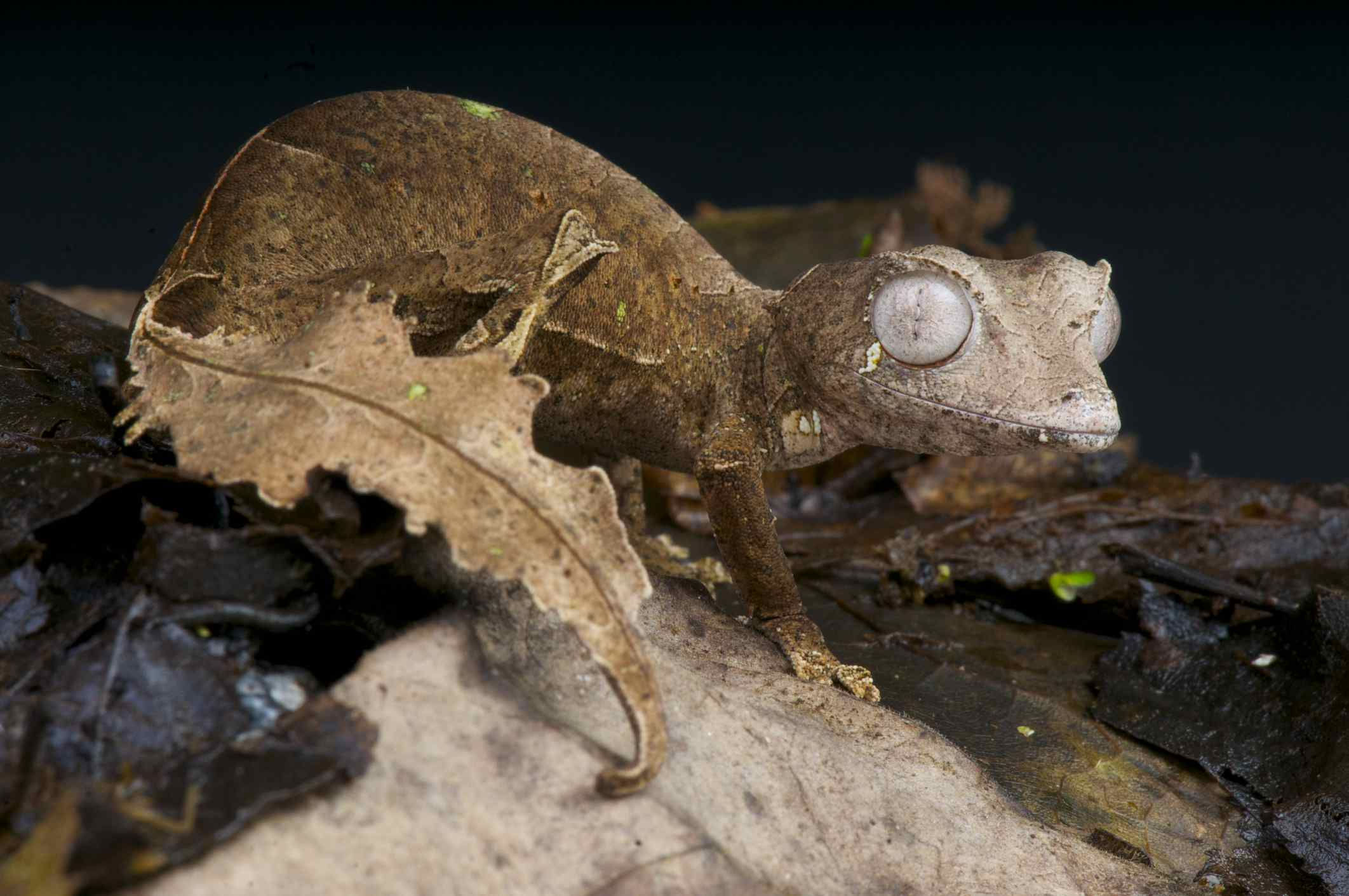 Wallpaper #22ca85IBSpphPi3-NnM5307 Satanic Leaf Tailed Gecko Facts