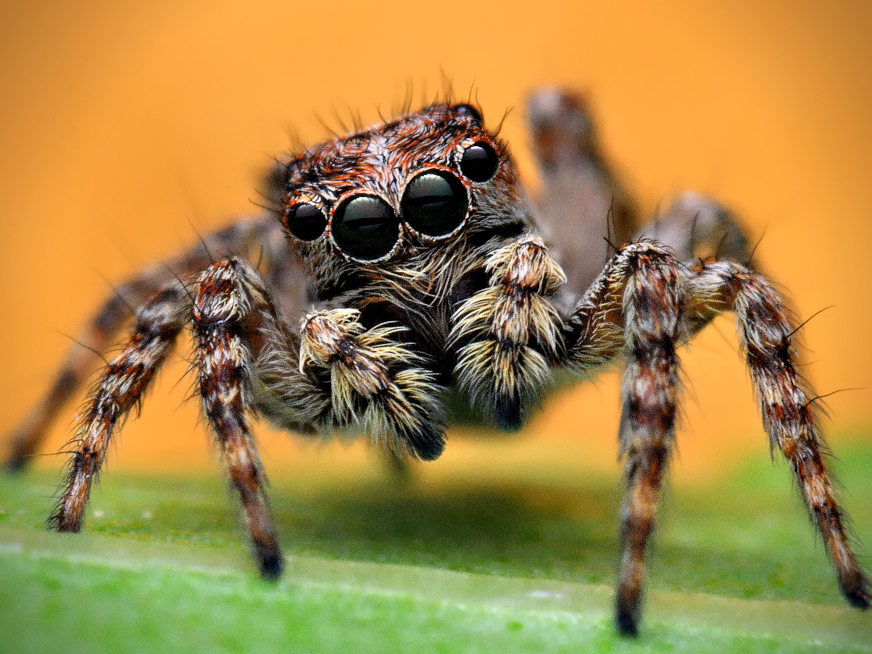 Wallpaper #GBkOE48BtGB6xQ78EmV637 Look Up Spiders Wolf Spider