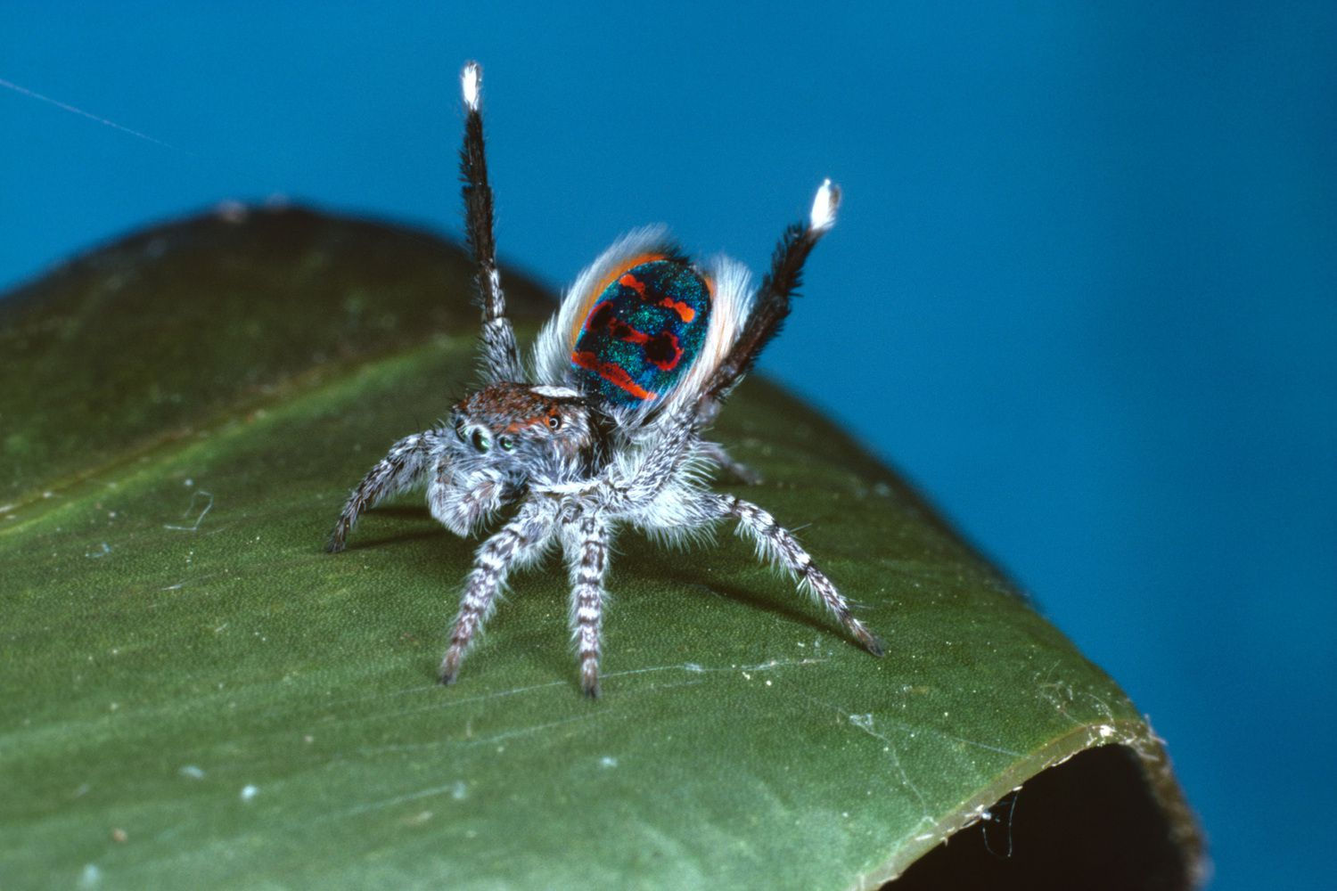 Wallpaper #nmcSDpMBSpphPi3-3ej137 Peacock Spider Facts