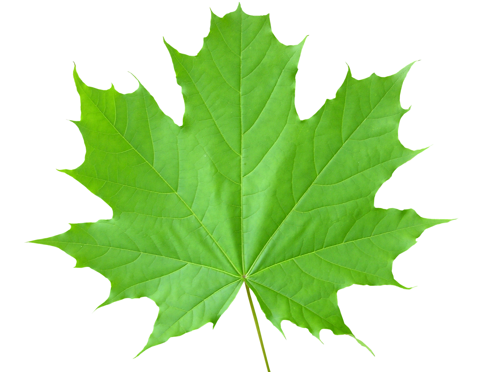 Wallpaper #4kDcLpMBJhL2WPbaNbo2279 Maple Leaf Wallpaper High Definition High Quality Widescreen