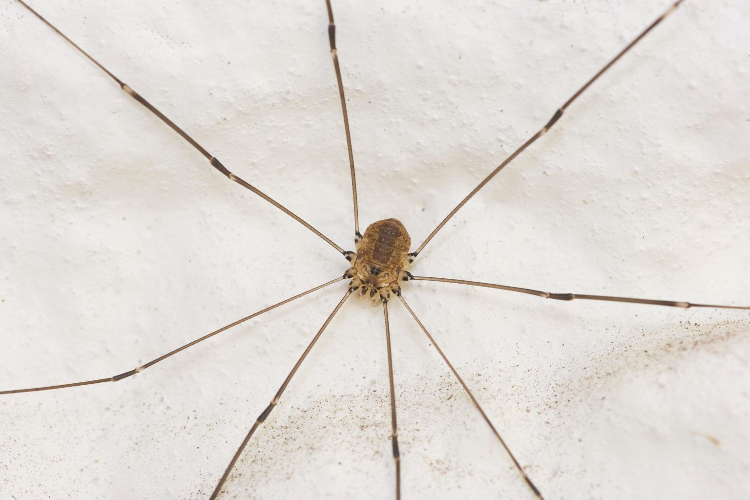 Wallpaper #ce6bd Giant Spider on the Ceiling of an Abandoned Psychiatric Hospital R