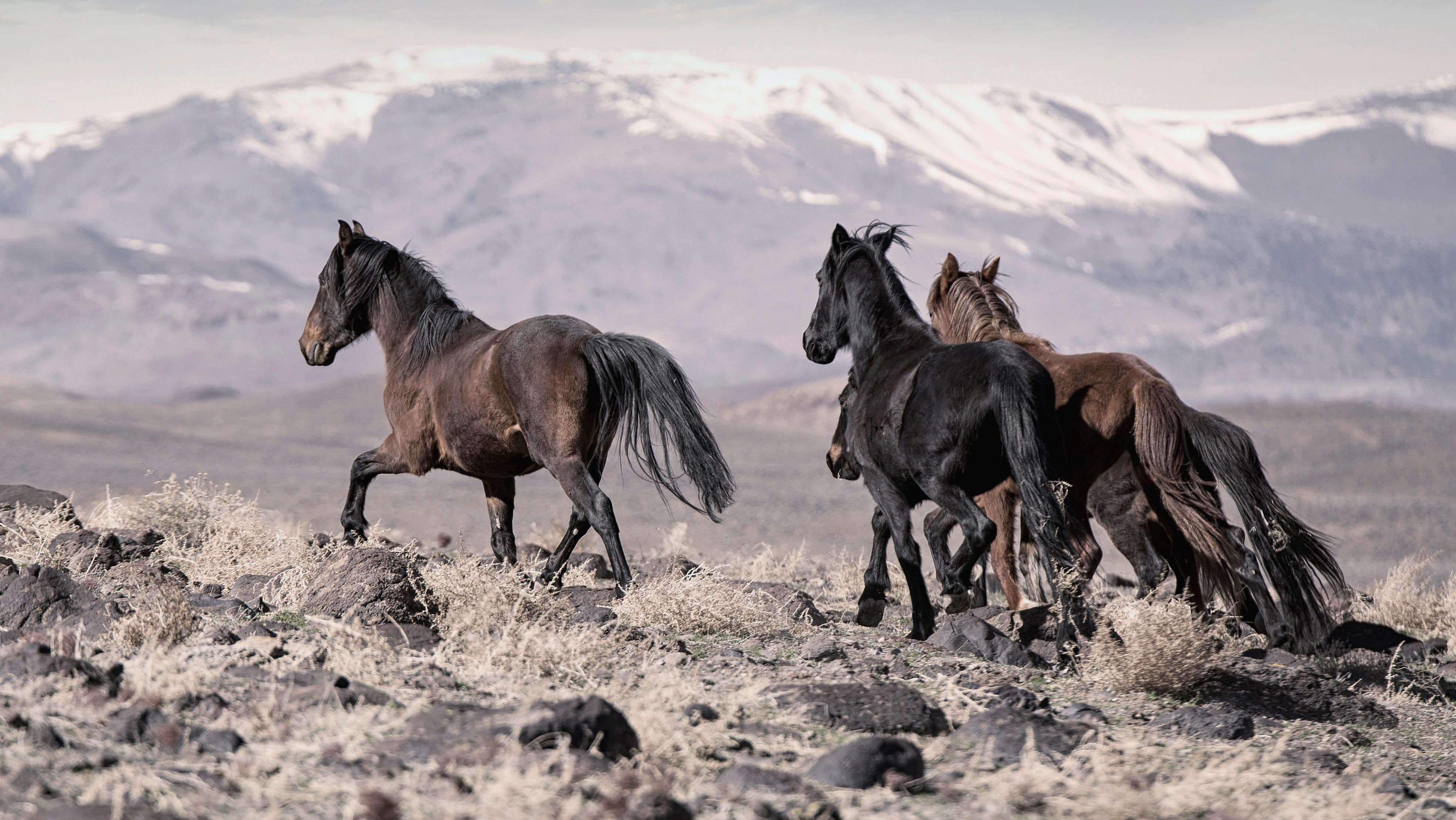 Wallpaper #ZRXHuo4BmMigT4Un6FYE53 Shane Russeck the Calm 36x48 Photography of Wild Horses Mustangs