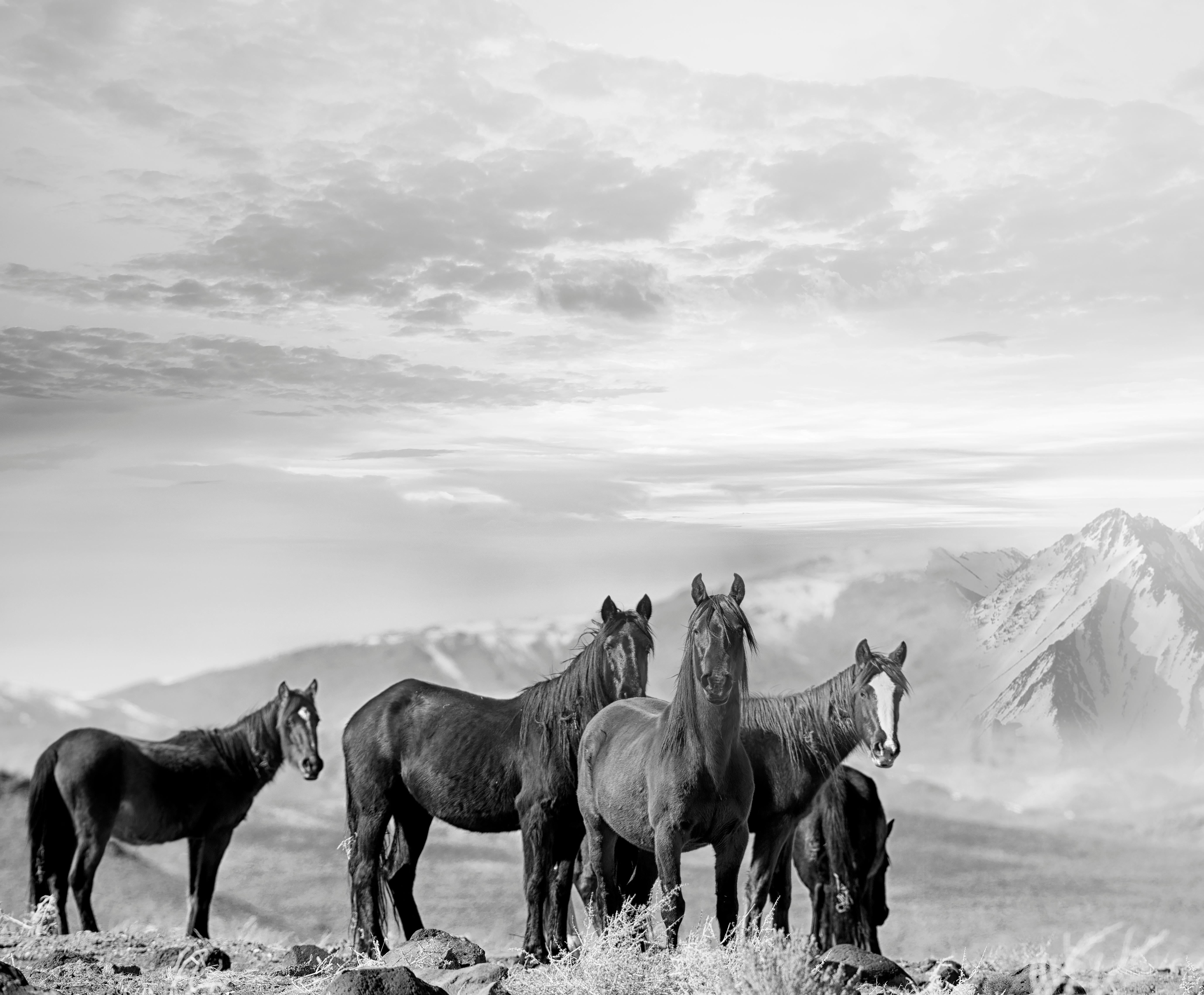Wallpaper #CR2YLJMBlOZrFDOk0ssm148 Shane Russeck High Sierra Mustangs Contemporary Black and White