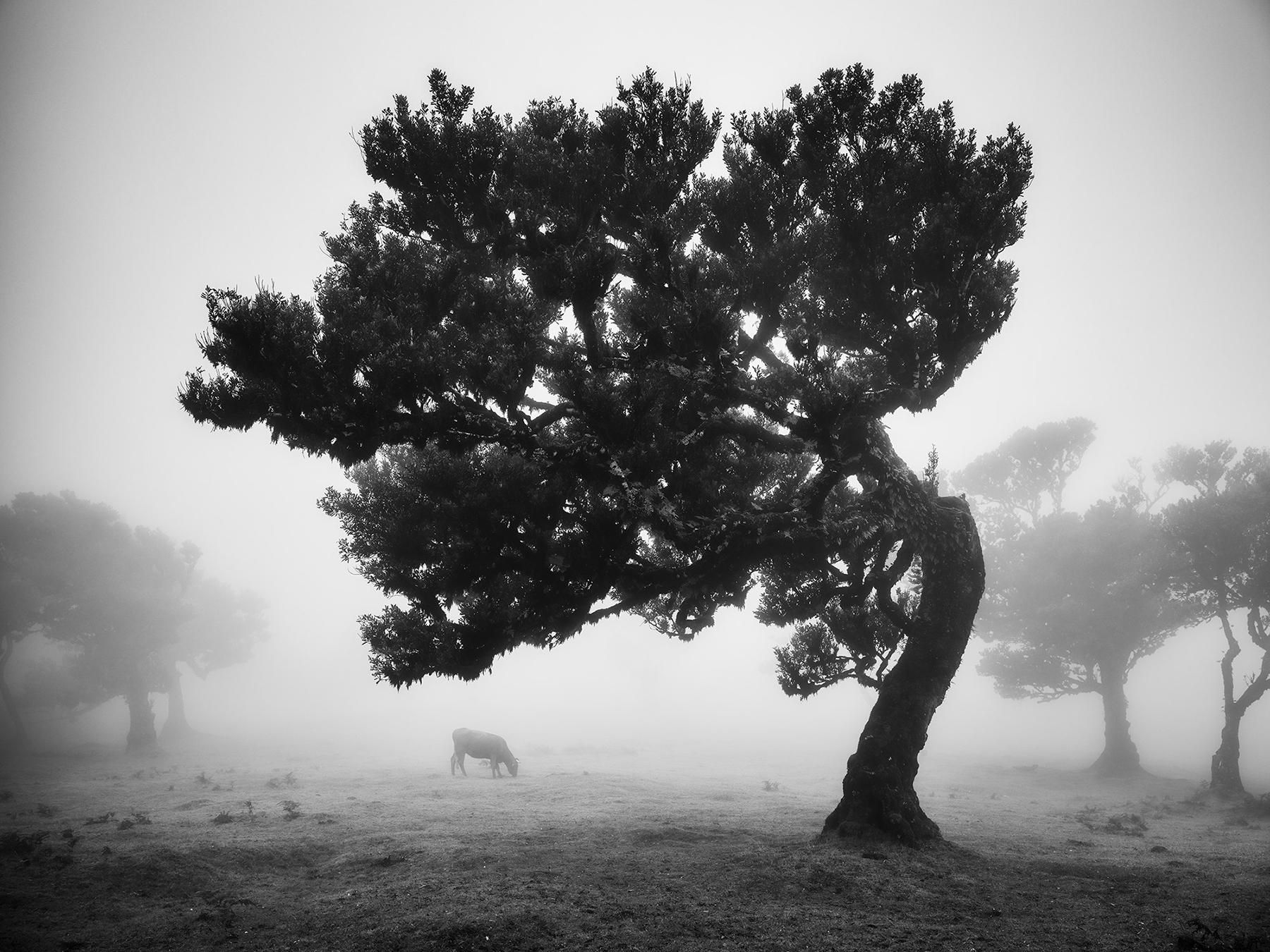 Wallpaper #SftBhpcBx-Hc5Y20wLHT98 Gerald Berghammer Cows on the Foggy Pasture Portugal Black White