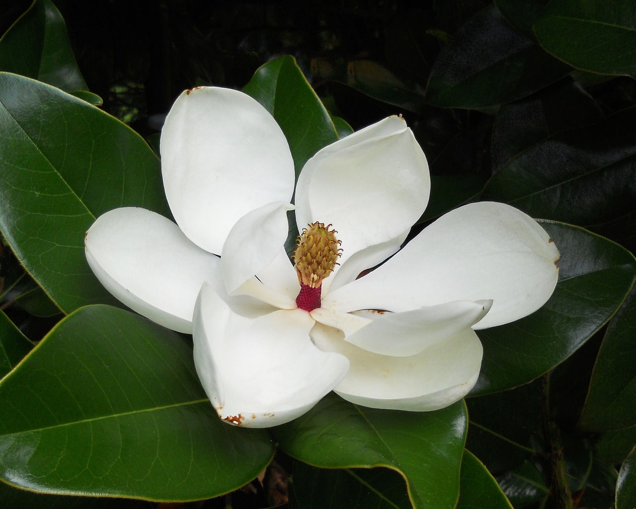 Wallpaper #35F56 Pink Magnolia Trees Crazy for Gardening