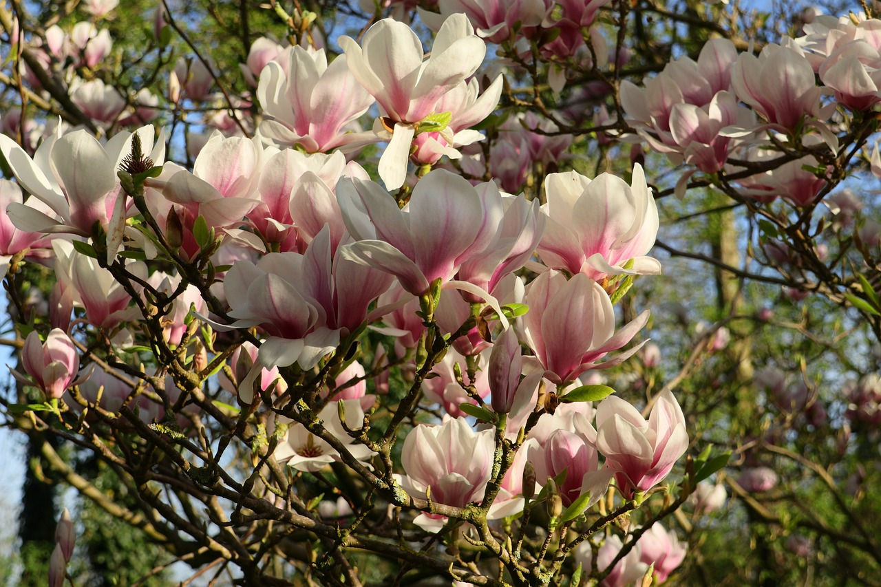 Wallpaper #35F56 Pink Magnolia Trees Crazy for Gardening