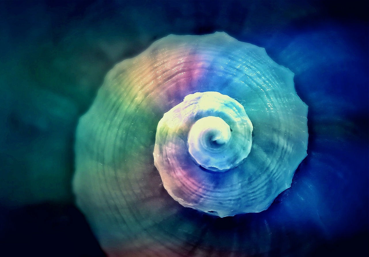 Wallpaper #7DE0NZMB5zzyi_yYk1WD458 Snail Shell Spiral Free Photo on Pixabay Pixabay