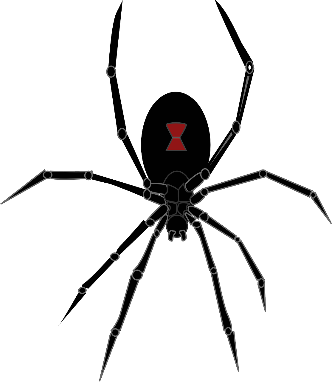 Wallpaper #aRnOEo8BtGB6xQ786WQF36 Download Spider Arachnid Halloween Royalty Free Vector Graphic Pixabay