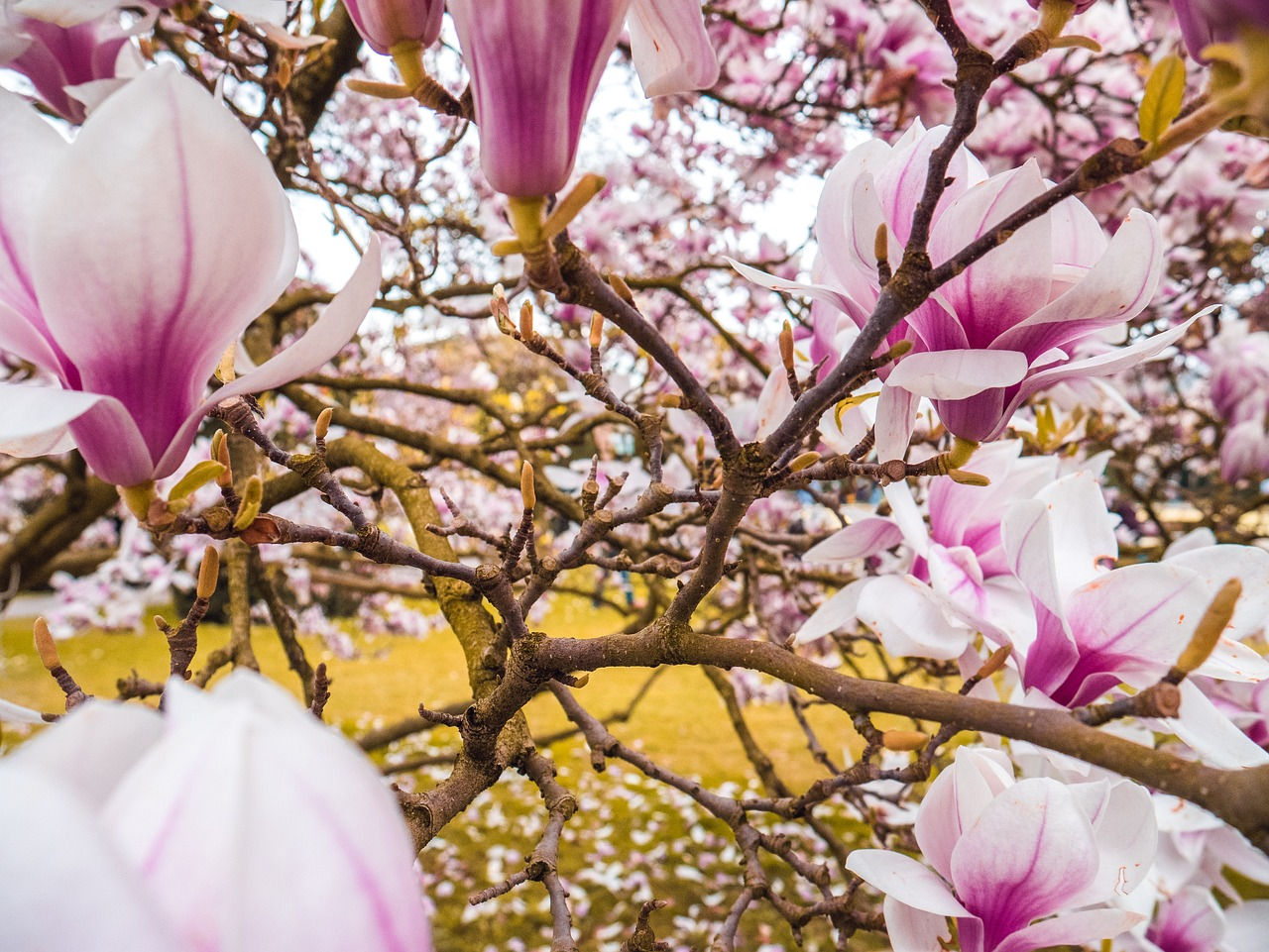 Wallpaper #35F56 Pink Magnolia Trees Crazy for Gardening