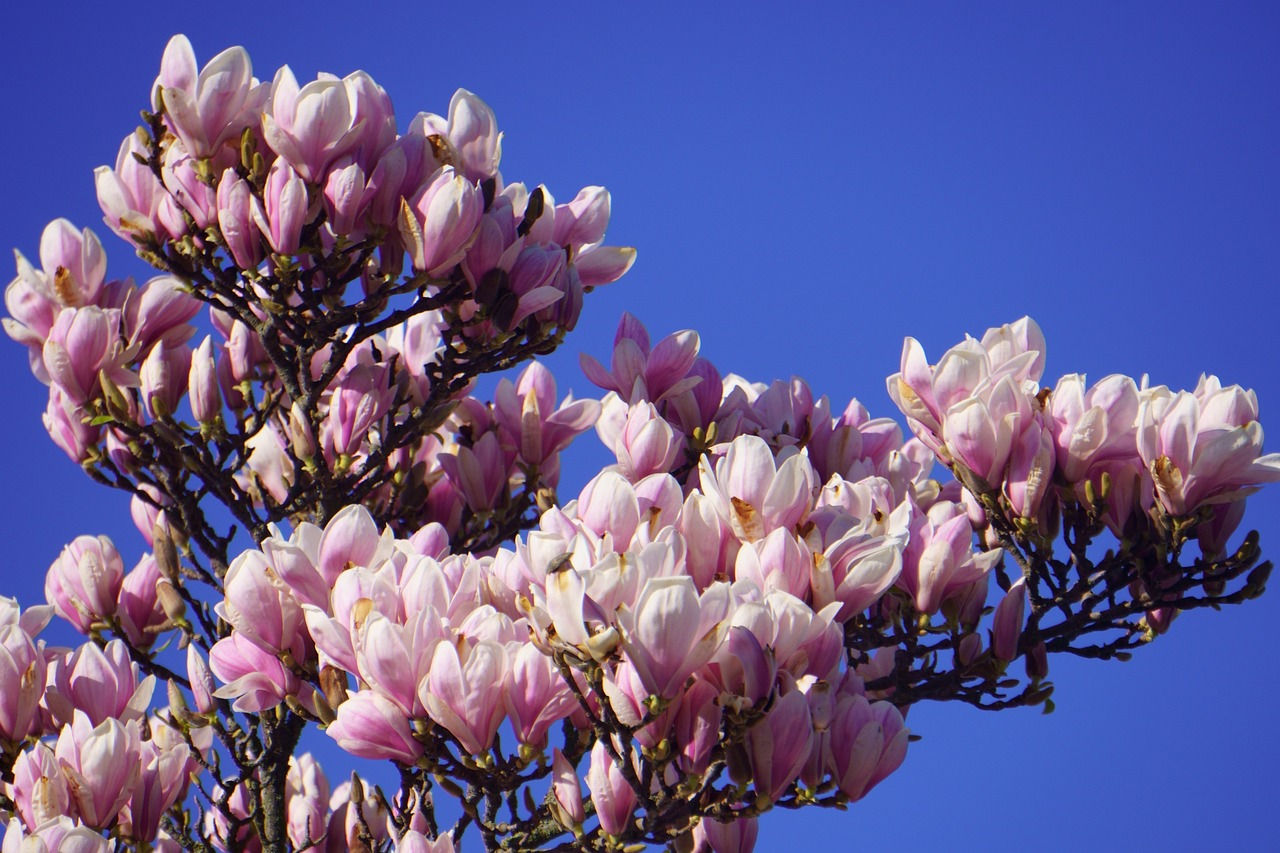 Wallpaper #35F56 Pink Magnolia Trees Crazy for Gardening