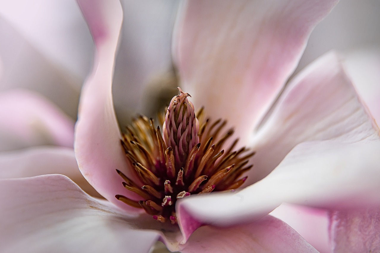 Wallpaper #35F56 Pink Magnolia Trees Crazy for Gardening