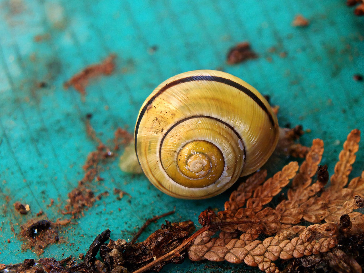 Wallpaper #7DE0NZMB5zzyi_yYk1WD418 10000 Free Snail Shell Snail Images Pixabay