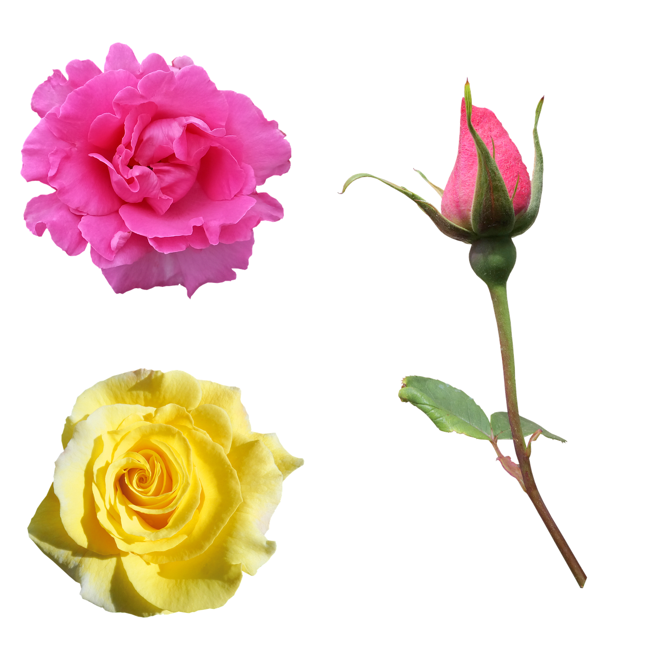 Wallpaper #0WhWIpMBSpphPi3-yzIc388 Roses Flowers Pink Rose Yellow Free Photo on Pixabay Pixabay