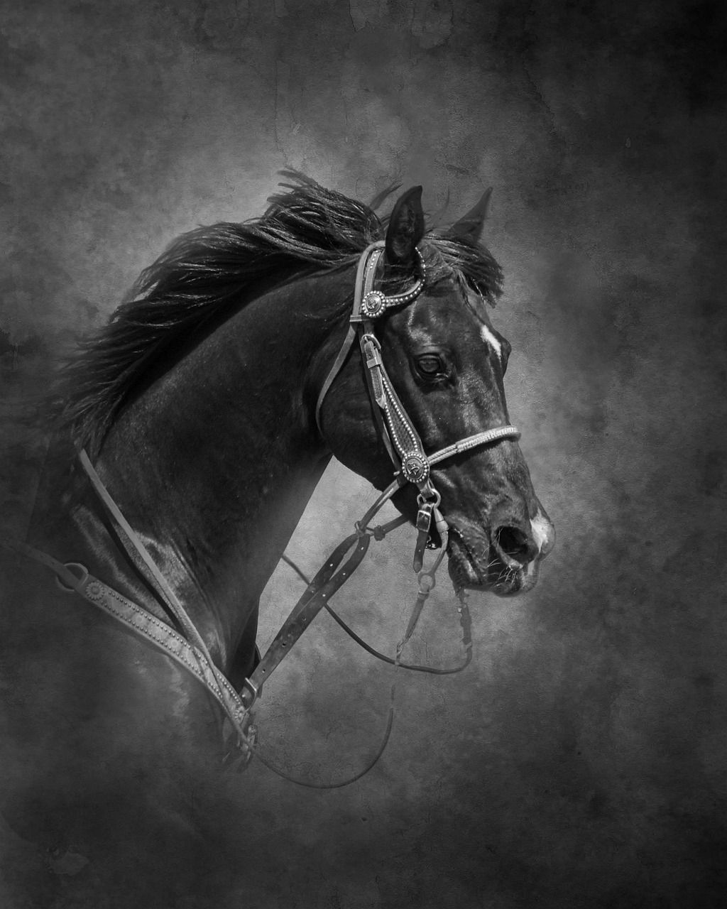 Wallpaper #CR2YLJMBlOZrFDOk0ssm76 Horse Black Head Free Photo on Pixabay Pixabay