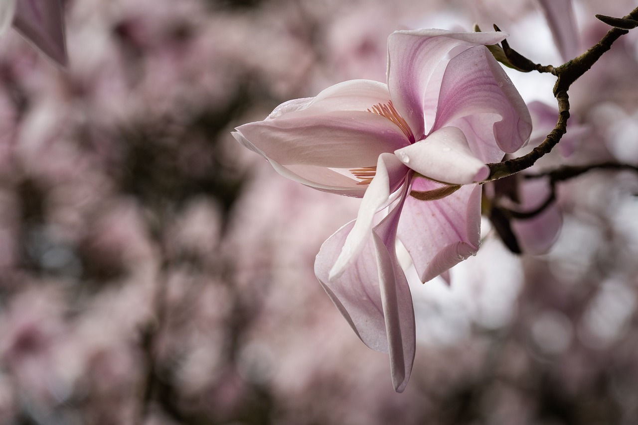 Wallpaper #35F56 Pink Magnolia Trees Crazy for Gardening