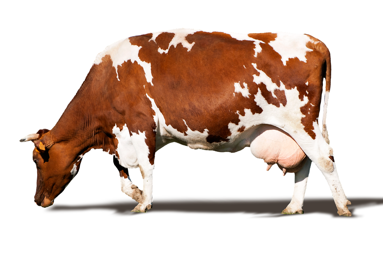 Wallpaper #I4tgdZcBcm9NJah-kHdj139 Cow Udders Png Transparent Cow Udders Png Hdpng Vrogueco