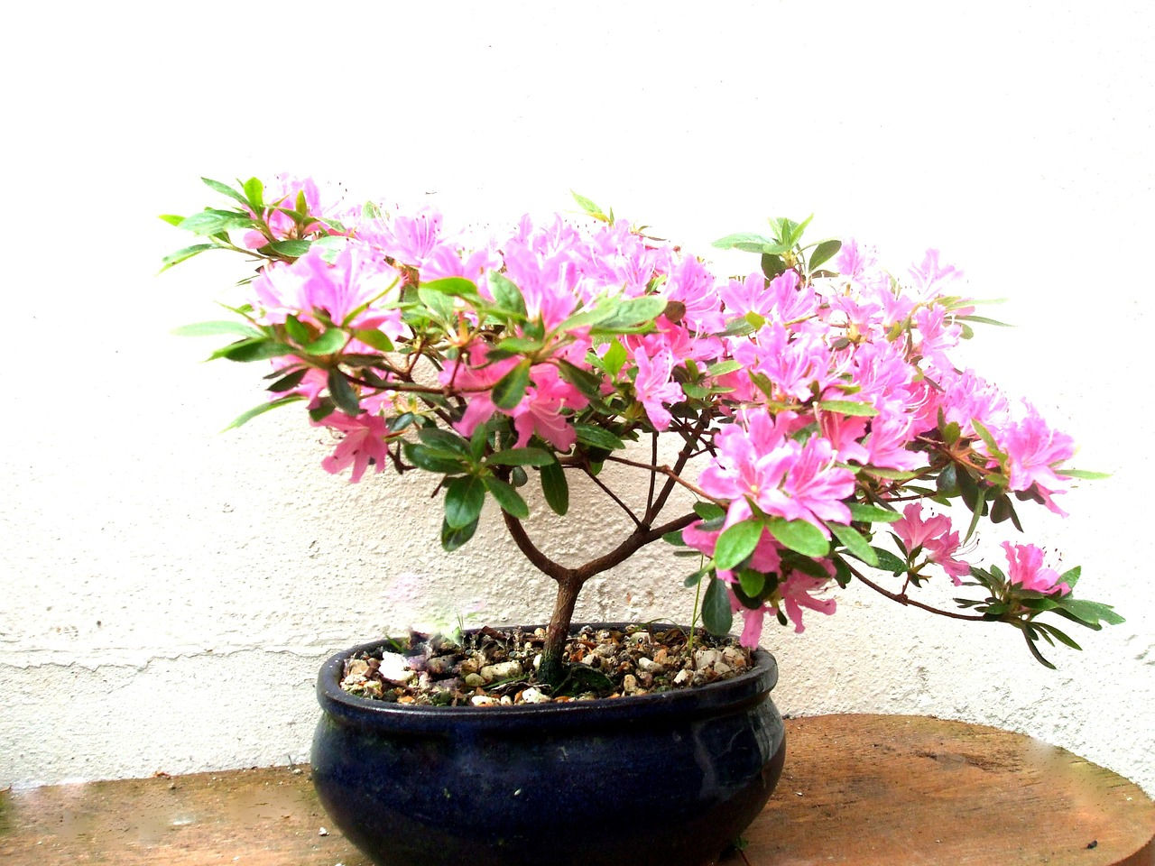 Wallpaper #d8e0c Satsuki Azalea Bonsai Trees Buy Online Greenwood Bonsai Studio