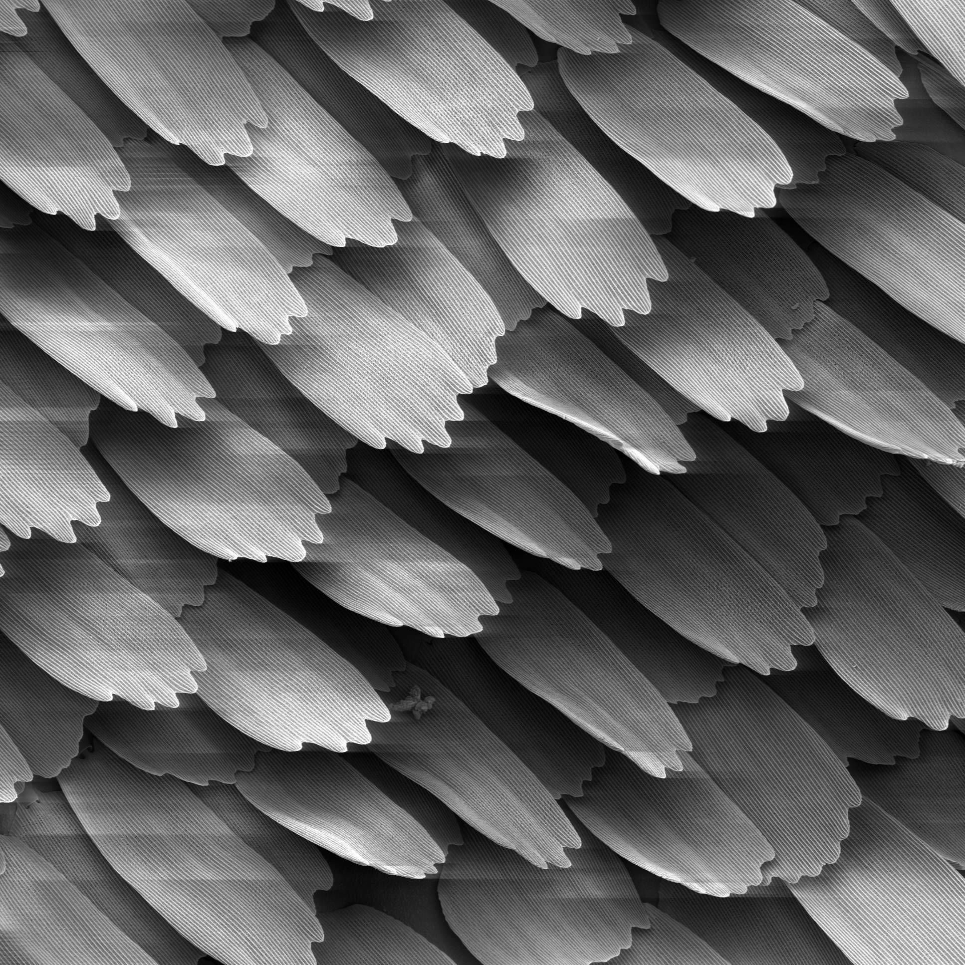 Wallpaper #HGhEGZMBSpphPi3-MRYQ171 How Designers Copy Nature to Create New and Extraordinary Forms
