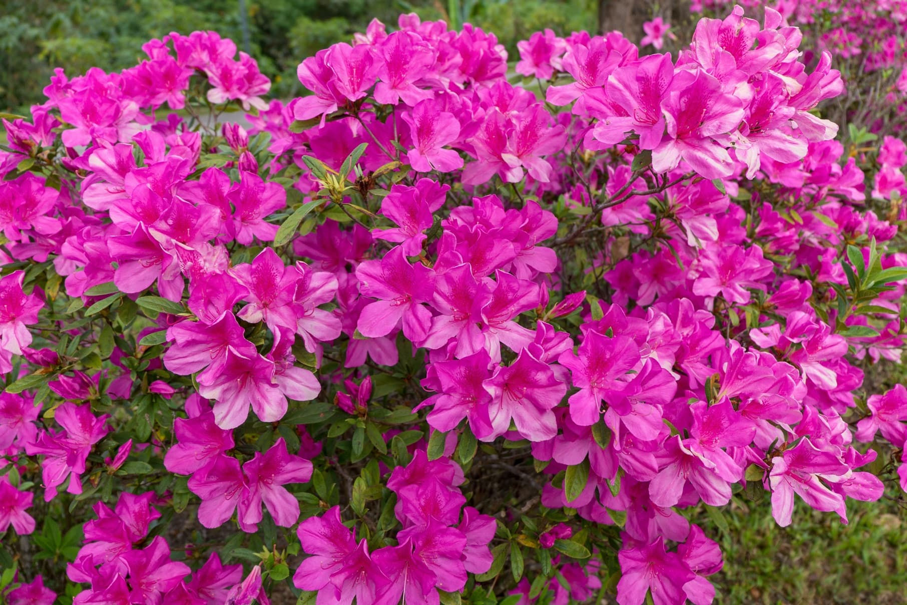 Wallpaper #A26DC Low Flowering Shrubs for Shade Fanny Healthy Life