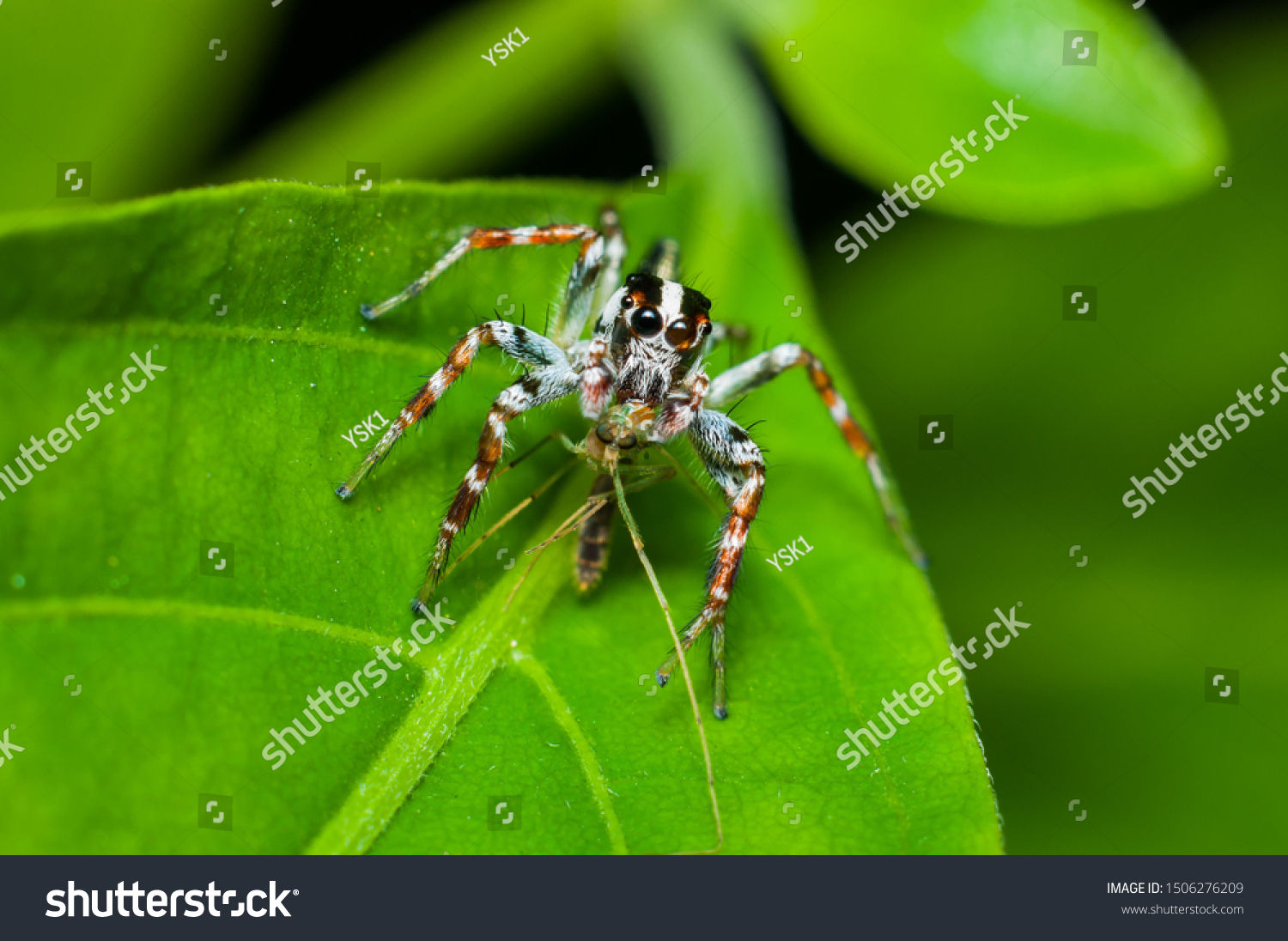 Wallpaper #e2dv9JIBSpphPi3-JXru132 Jumping Spiders Make Largest Family Spiders Stock Photo Edit Now