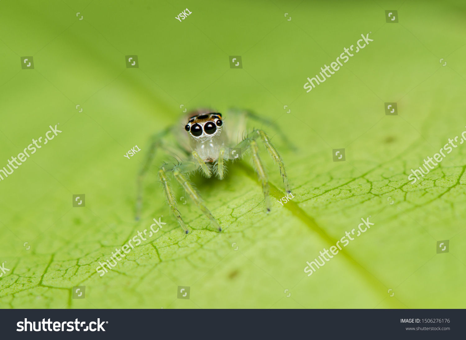 Wallpaper #e2dv9JIBSpphPi3-JXru158 Jumping Spiders Make Largest Family Spiders Stock Photo Edit Now