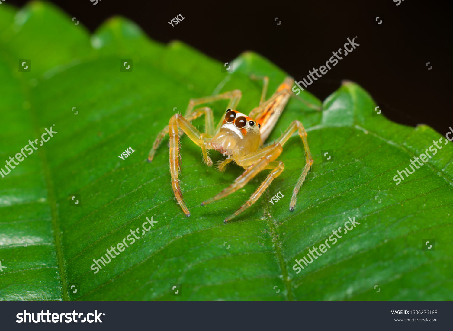 Wallpaper #e2dv9JIBSpphPi3-JXru156 Jumping Spiders Make Largest Family Spiders Stock Photo Edit Now