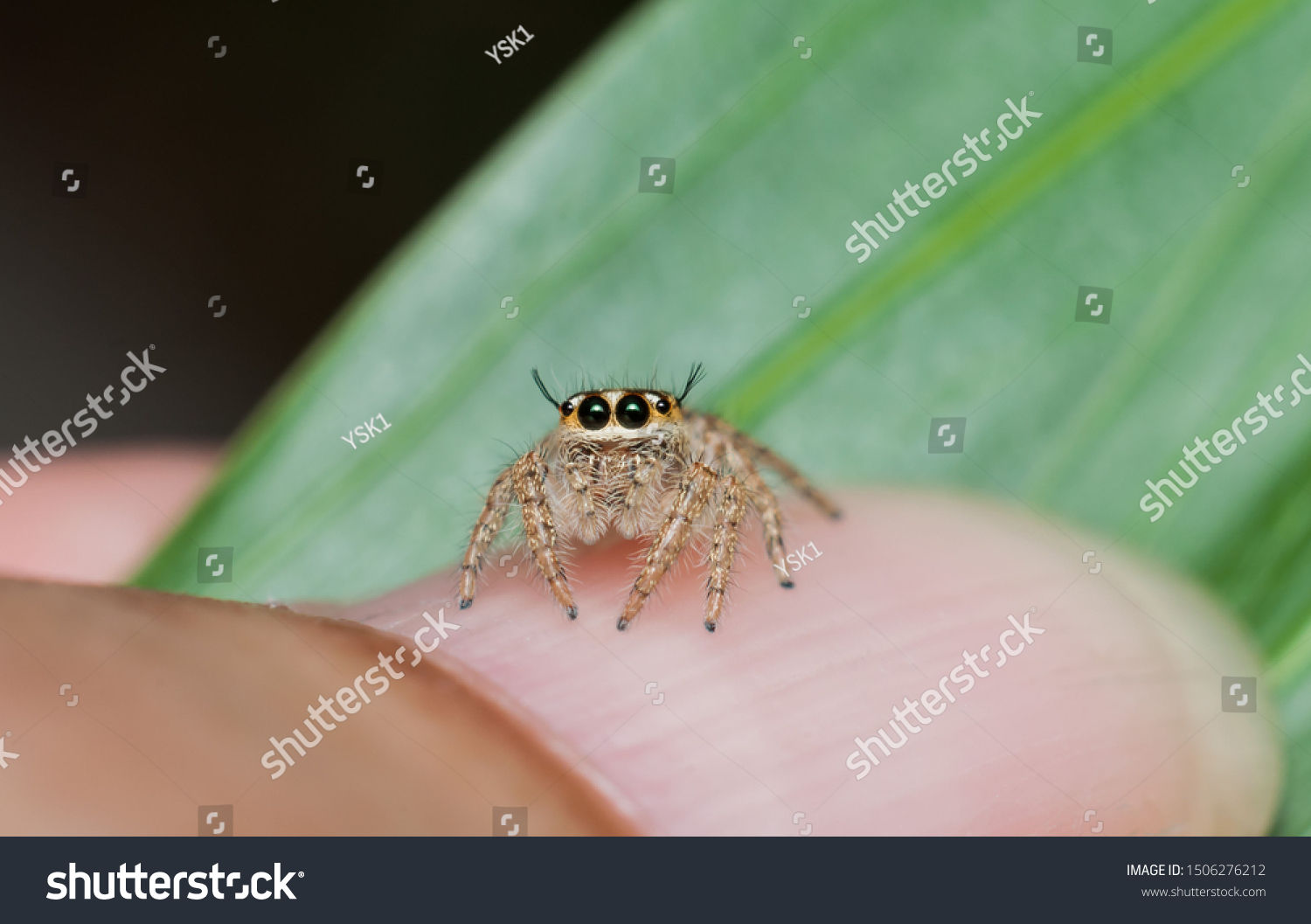 Wallpaper #e2dv9JIBSpphPi3-JXru69 Jumping Spiders Make Largest Family Spiders Stock Photo 1506276212