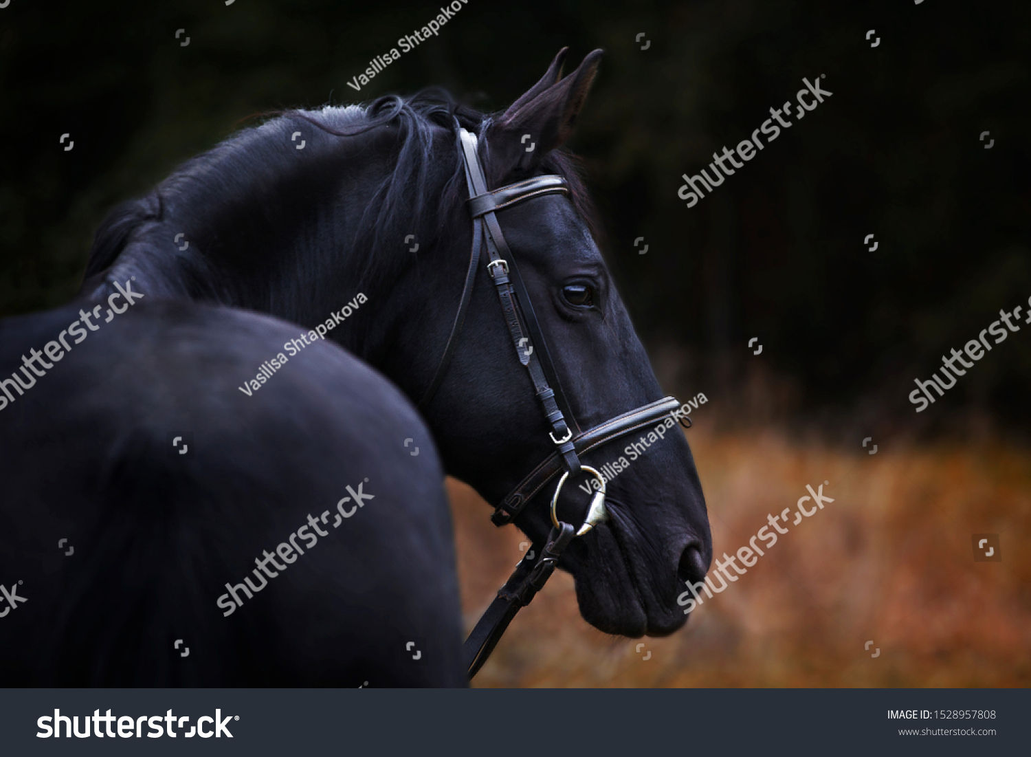 Wallpaper #CR2YLJMBlOZrFDOk0ssm71 Portrait Black Horse Stock Photo 1528957808 Shutterstock