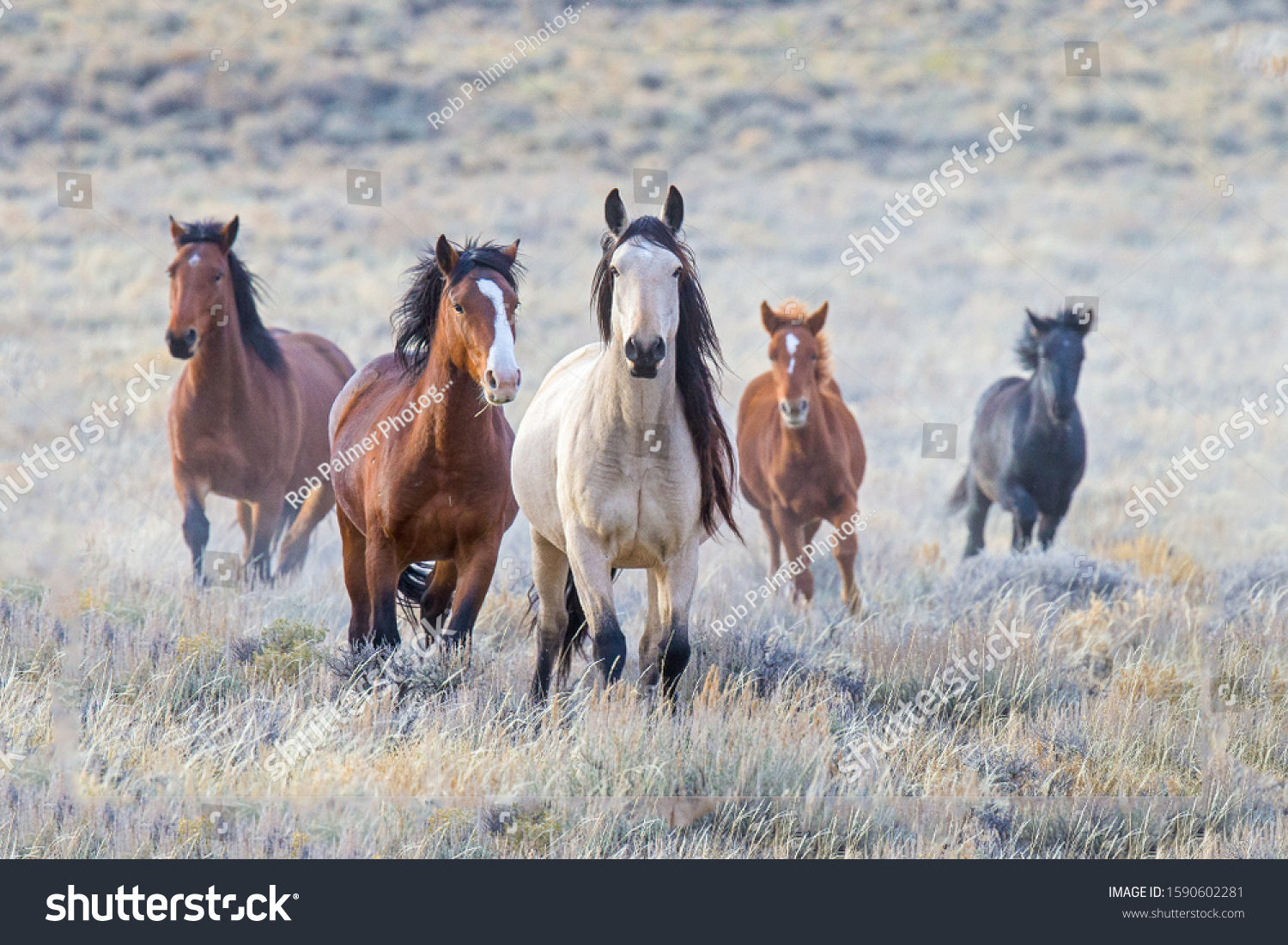 Wallpaper #YOpmVZMBlwTYPL18sg1d26 43884 Wild Mustangs Images Stock Photos Vectors Shutterstock