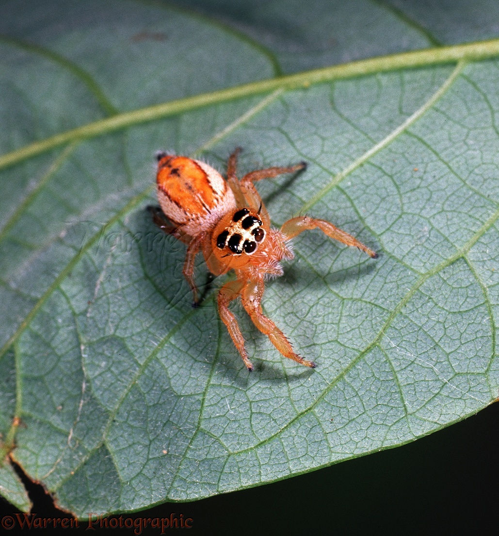 Wallpaper #wWeM-5IBSpphPi3-WJSY10 Orange Jumping Spider Photo Wp05575