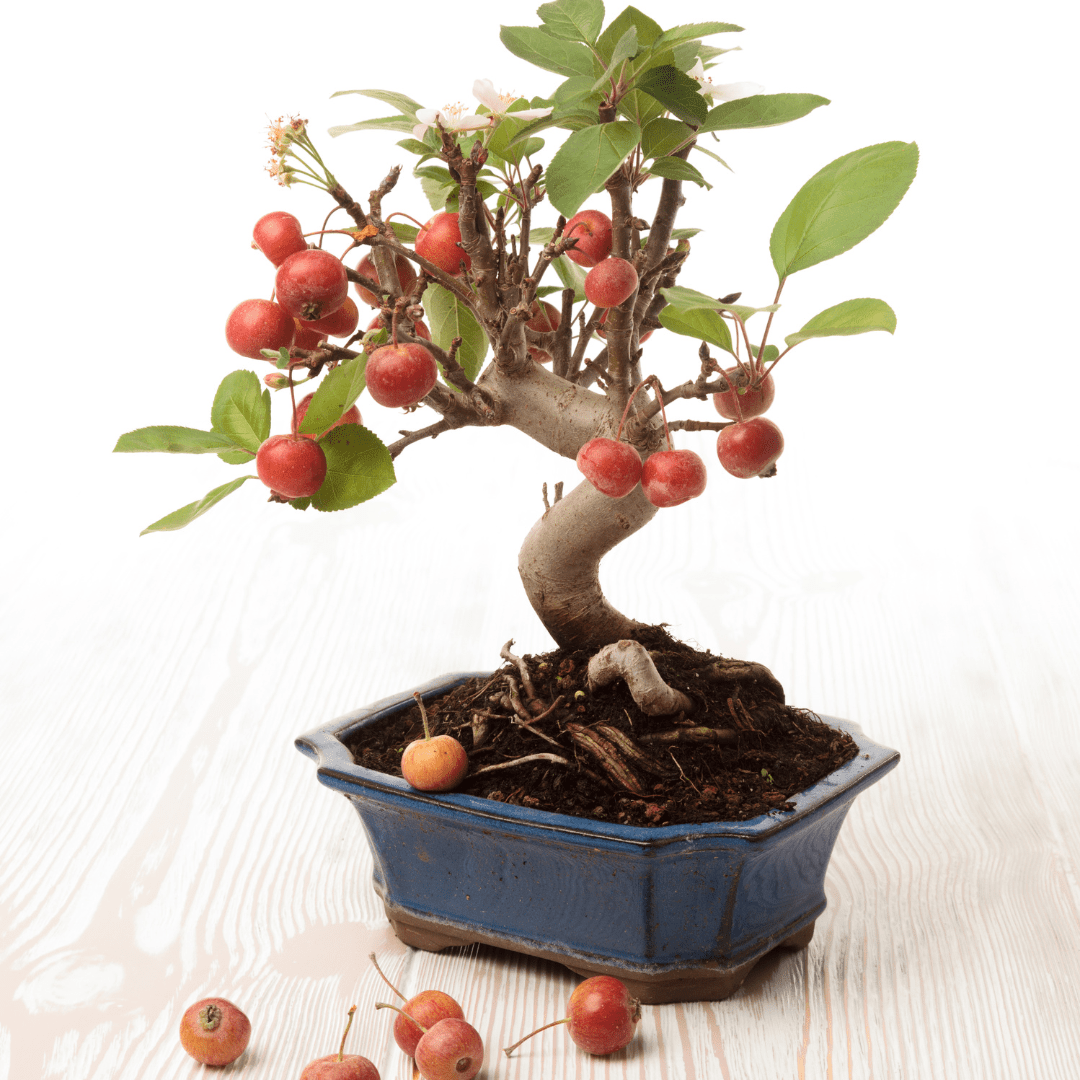 Wallpaper #jWdLE5MBSpphPi3-Rv-o327 How to Grow Bonsai Apple Tree Care Guide