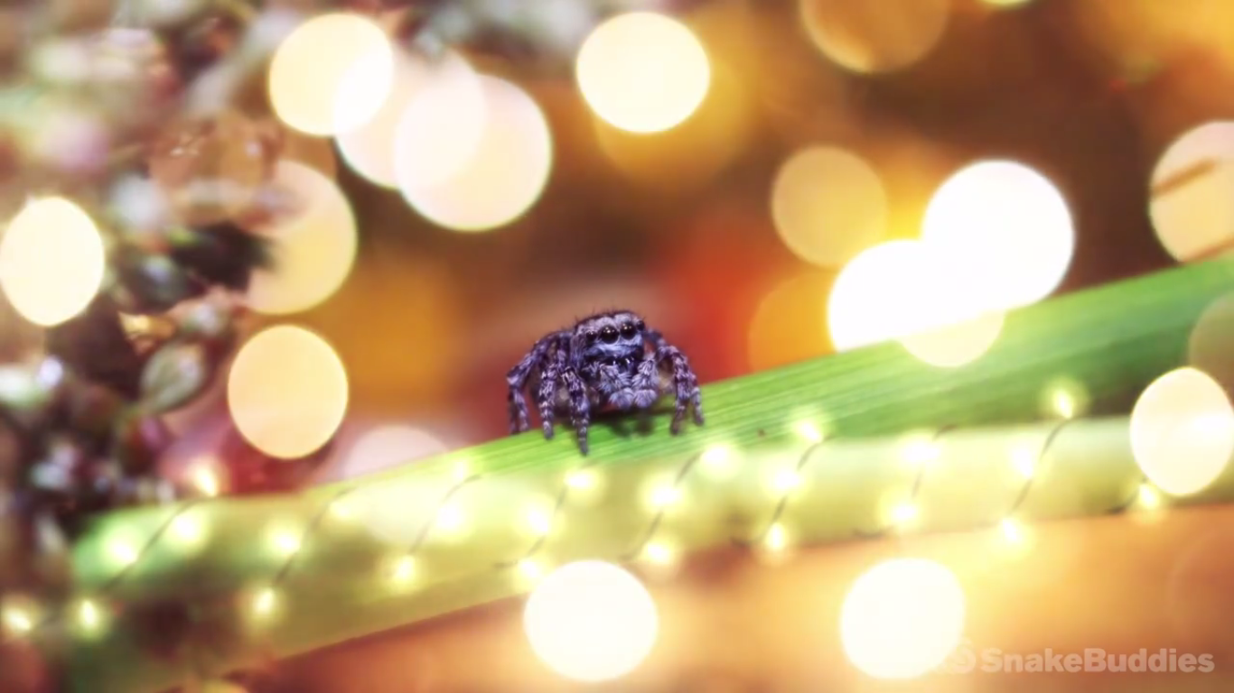 Wallpaper #vDGxNZMB5zzyi_yYmFdh7 Watch This Peacock Spiders Christmas Video Will Give You Holiday Vibes