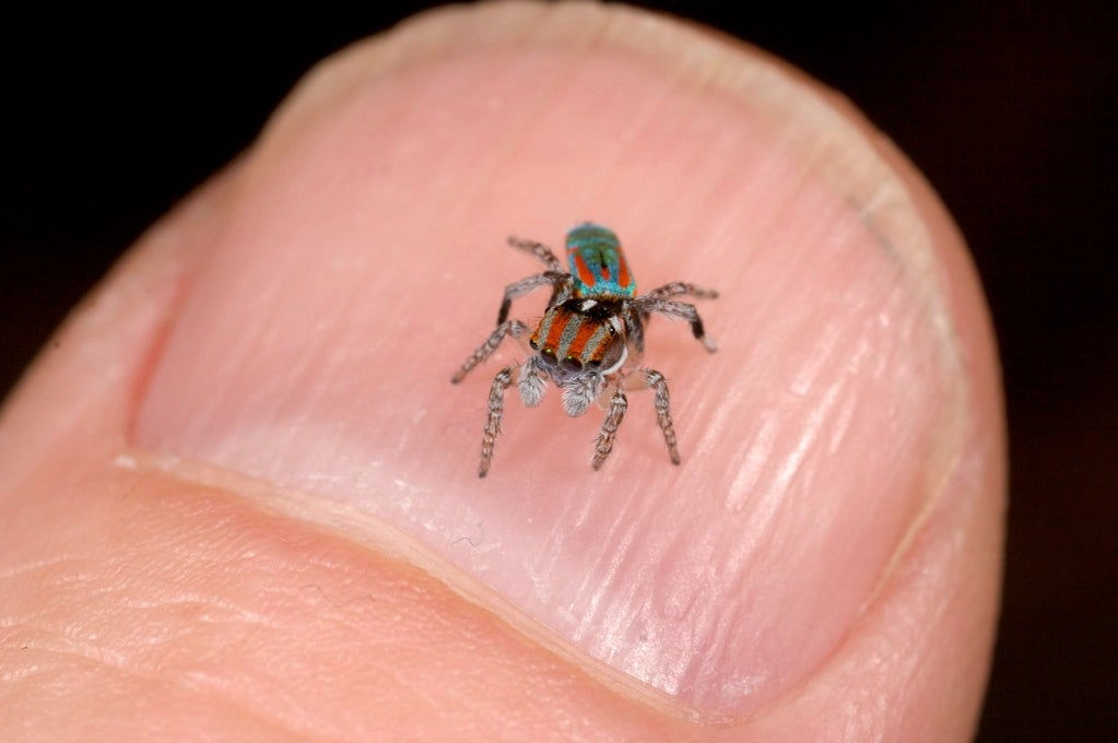 Wallpaper #wmfS65IBSpphPi3-9k4K49 These Jumping Spiders from the Land Down Under Really Know How to