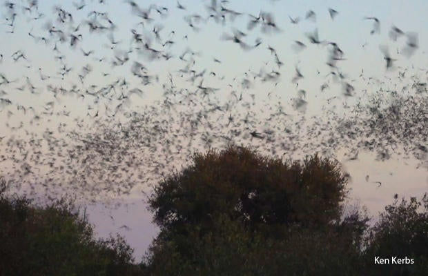 Wallpaper #shnGHY8BtGB6xQ78GHfJ52 Nature Up Close the Largest Bat Colony in the World Cbs News