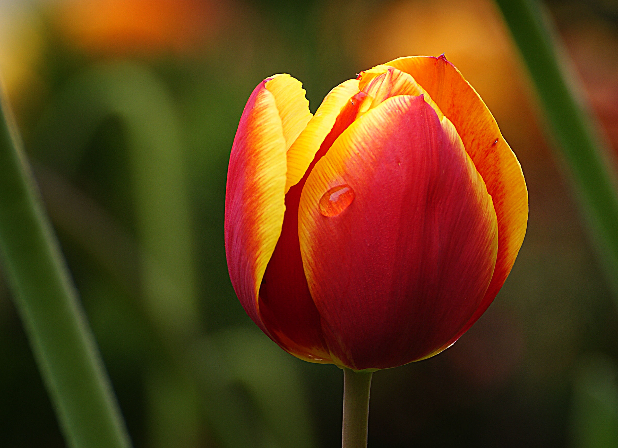 Wallpaper #0f480 Tulips Golden Varietie Stock Image Image of Grass 19338473