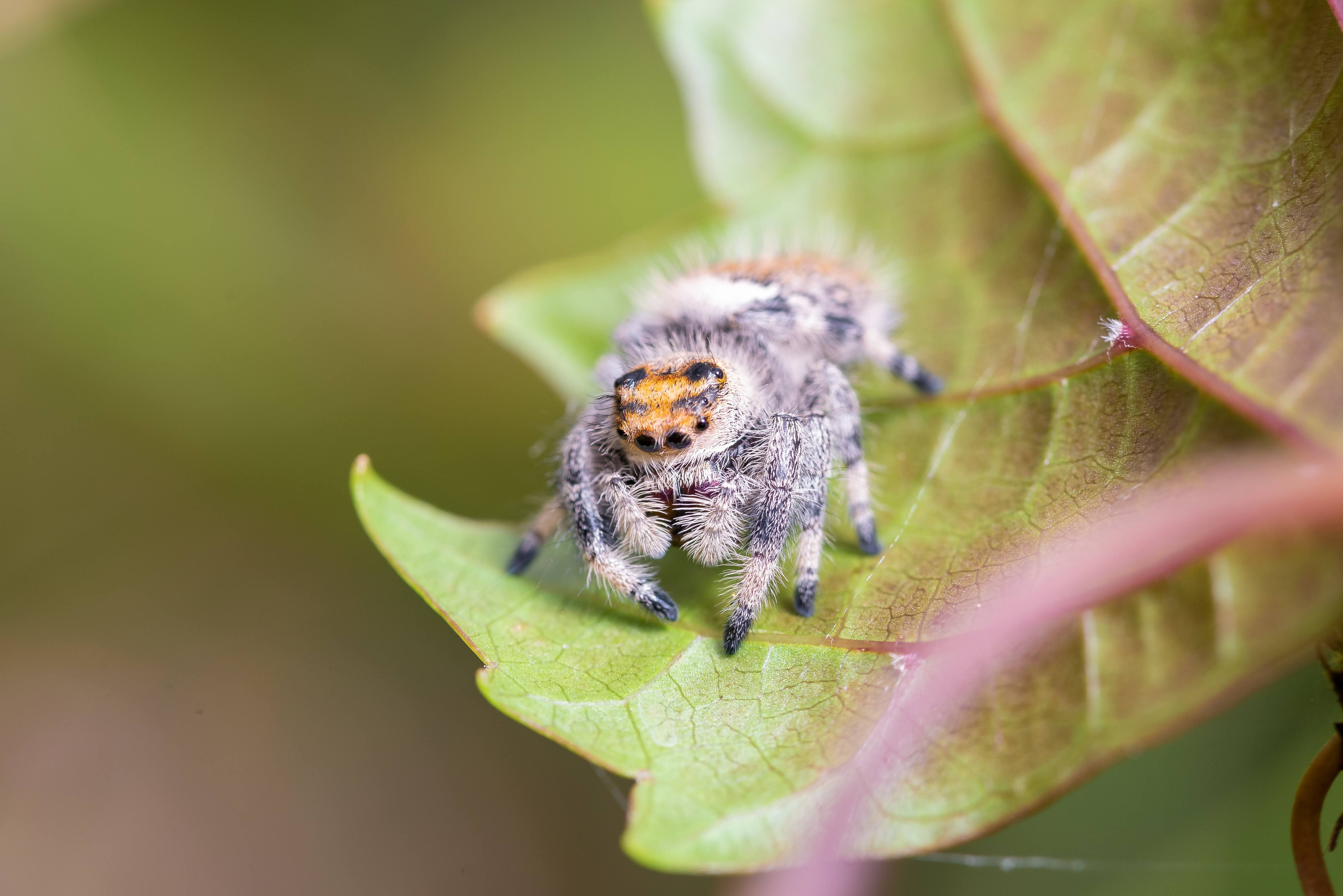 Wallpaper #91iQNJMBzN9vxX34RTxK130 Brazilian Jewel Tarantula I Let a Colony of Cellar Spiders Chill in