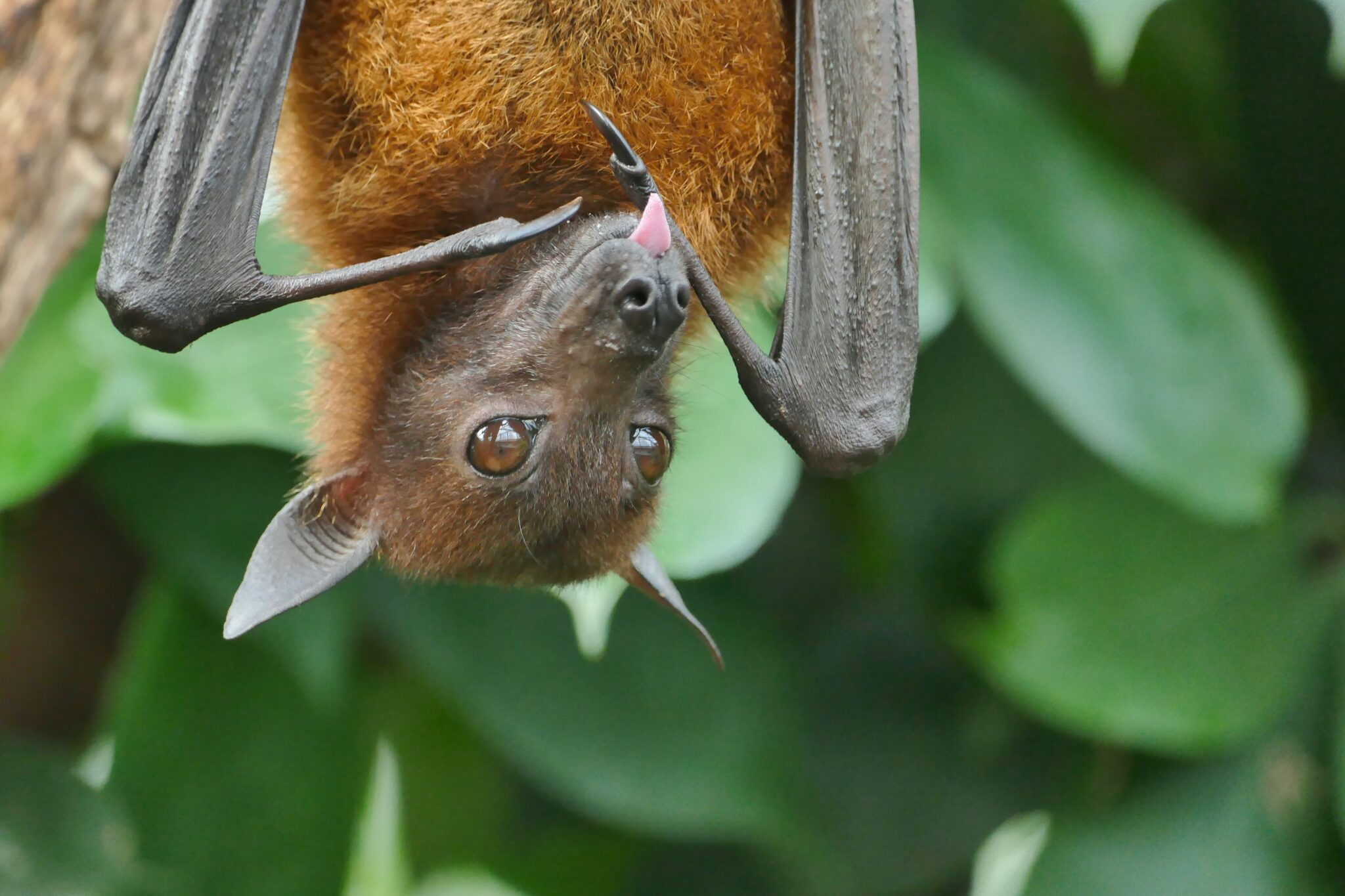 Wallpaper #2mdTDJMBSpphPi3-nt1P324 Why Do Bats Hang Upside Down Johnny Holland
