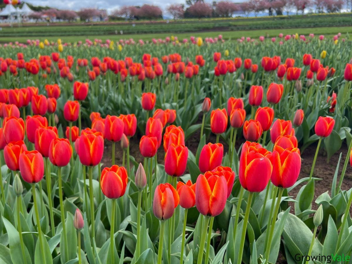 Wallpaper #0f480 Tulips Golden Varietie Stock Image Image of Grass 19338473