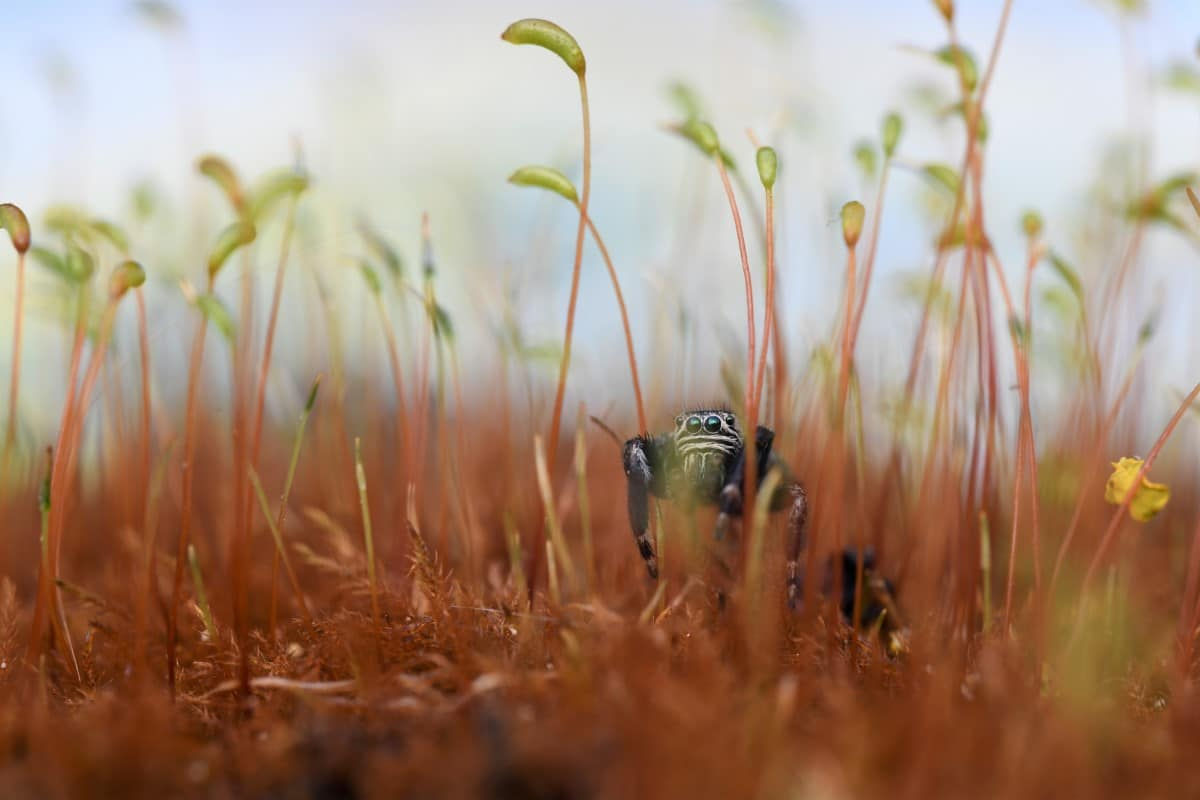 Wallpaper #wmfS65IBSpphPi3-9k4K31 Incredible Winners of the 2023 British Wildlife Photography Awards