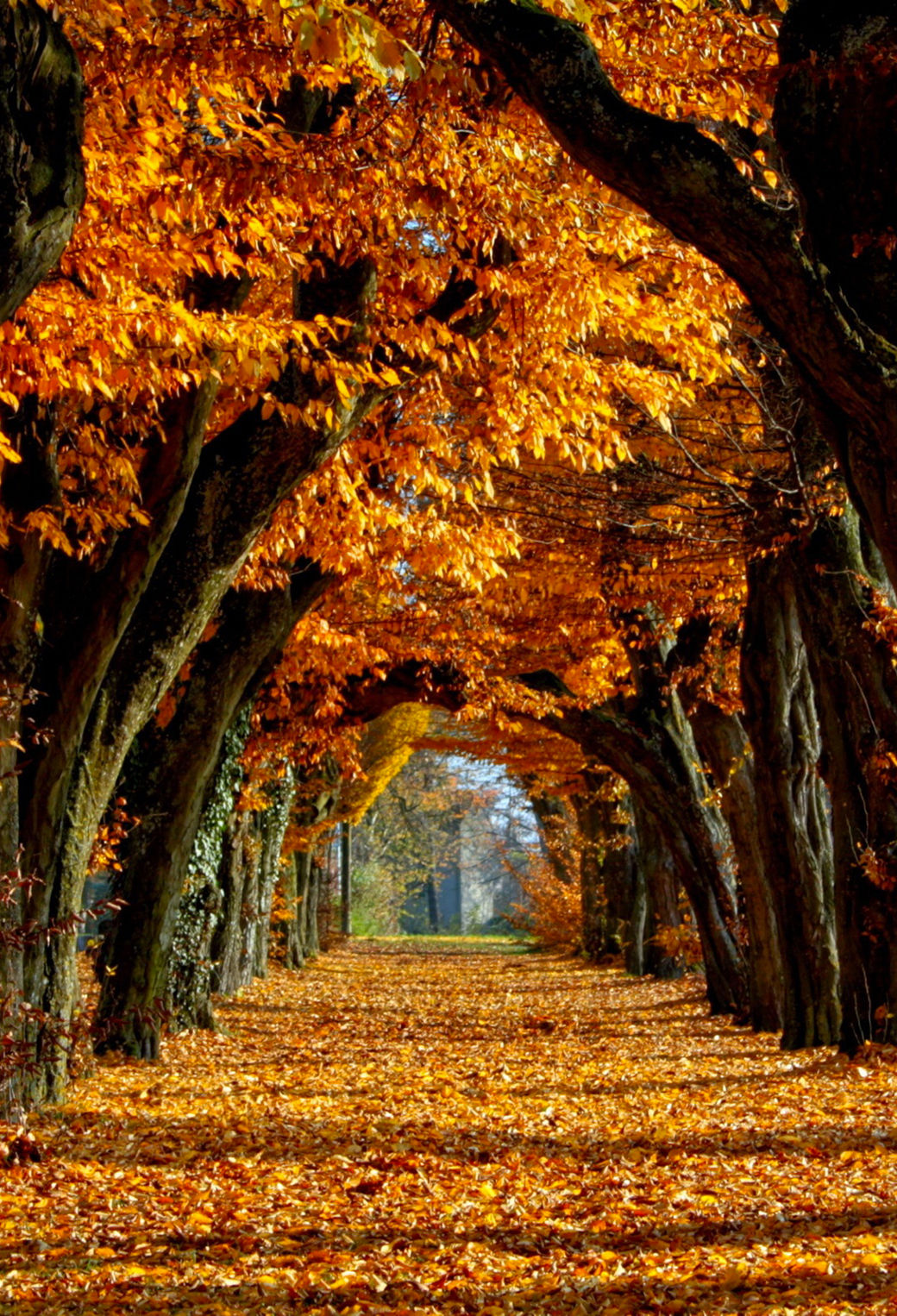 Wallpaper #OxlcOI8BtGB6xQ78CahK10 Autumn Autumn Wallpaper for iPhone 11 Pro Max X 8 7 6 Free