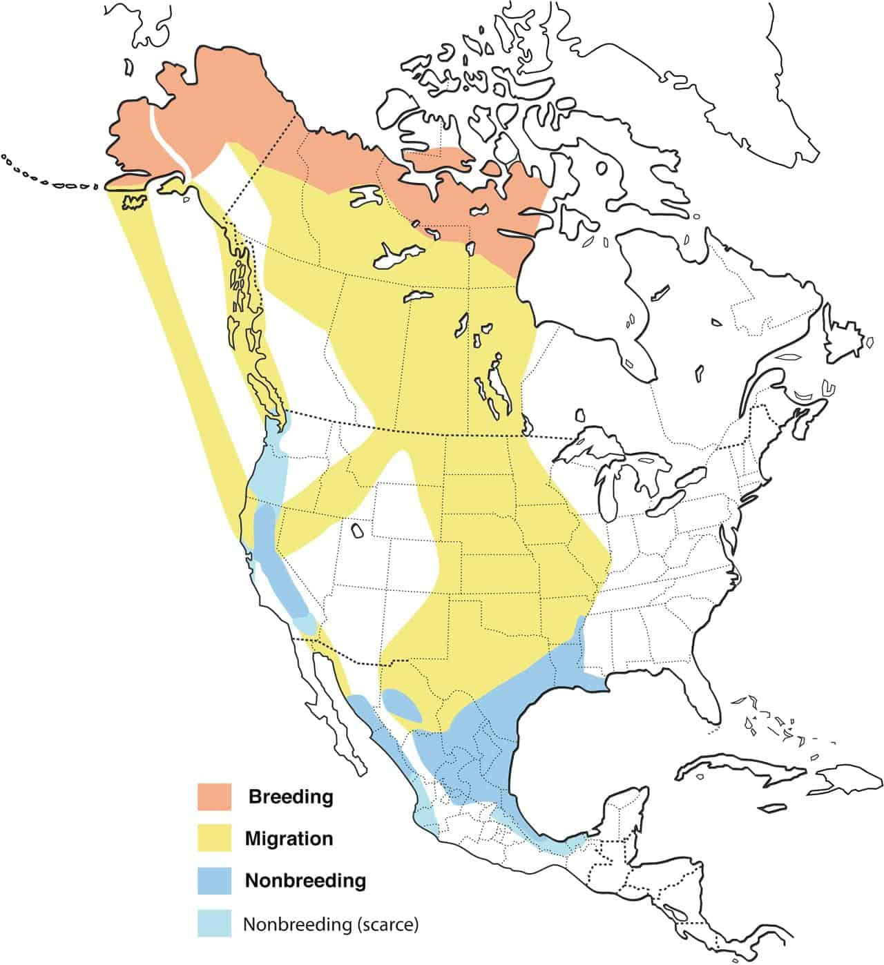 Wallpaper #4334F Canada Goose Migration a Complete Guide Birdfact