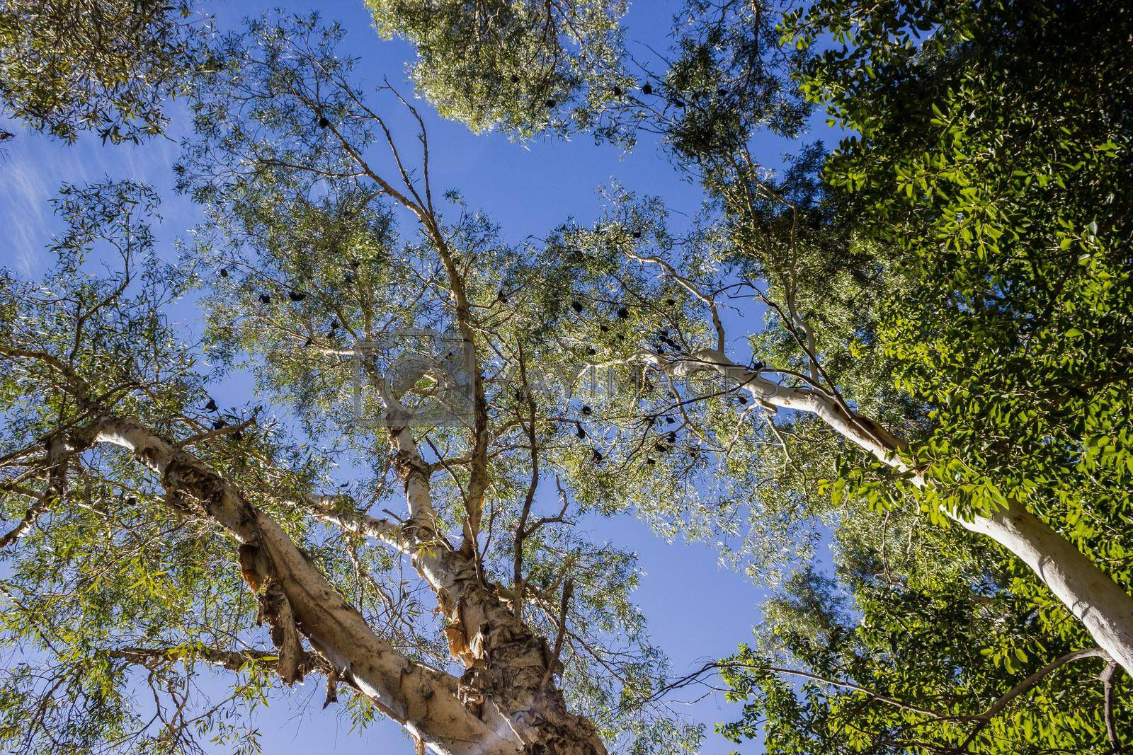 Wallpaper #2mdTDJMBSpphPi3-nt1P252 Black Bats Hanging Upside Down in Trees in the Karijini National Park