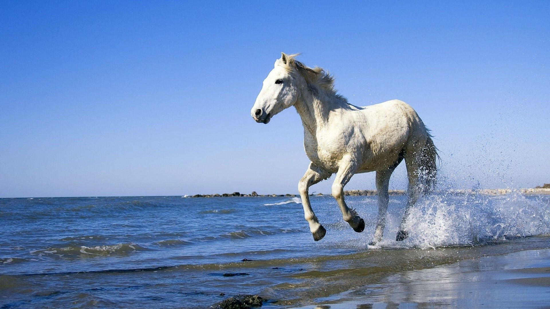Wallpaper #-x2ULJMBlOZrFDOkz8qk70 Arabian Horse Background Wallpapers 07560 Baltana
